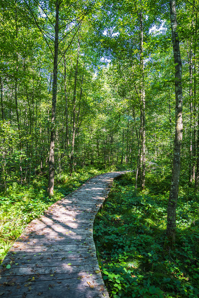 五一假期,漫步林荫小道,感受大自然的宁静与美好.#百家文旅接力赛