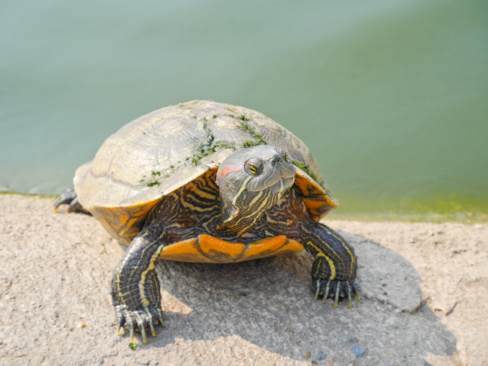 如果长时间干养,巴西龟可能会缺水,甚至出现龟壳变形的情况.
