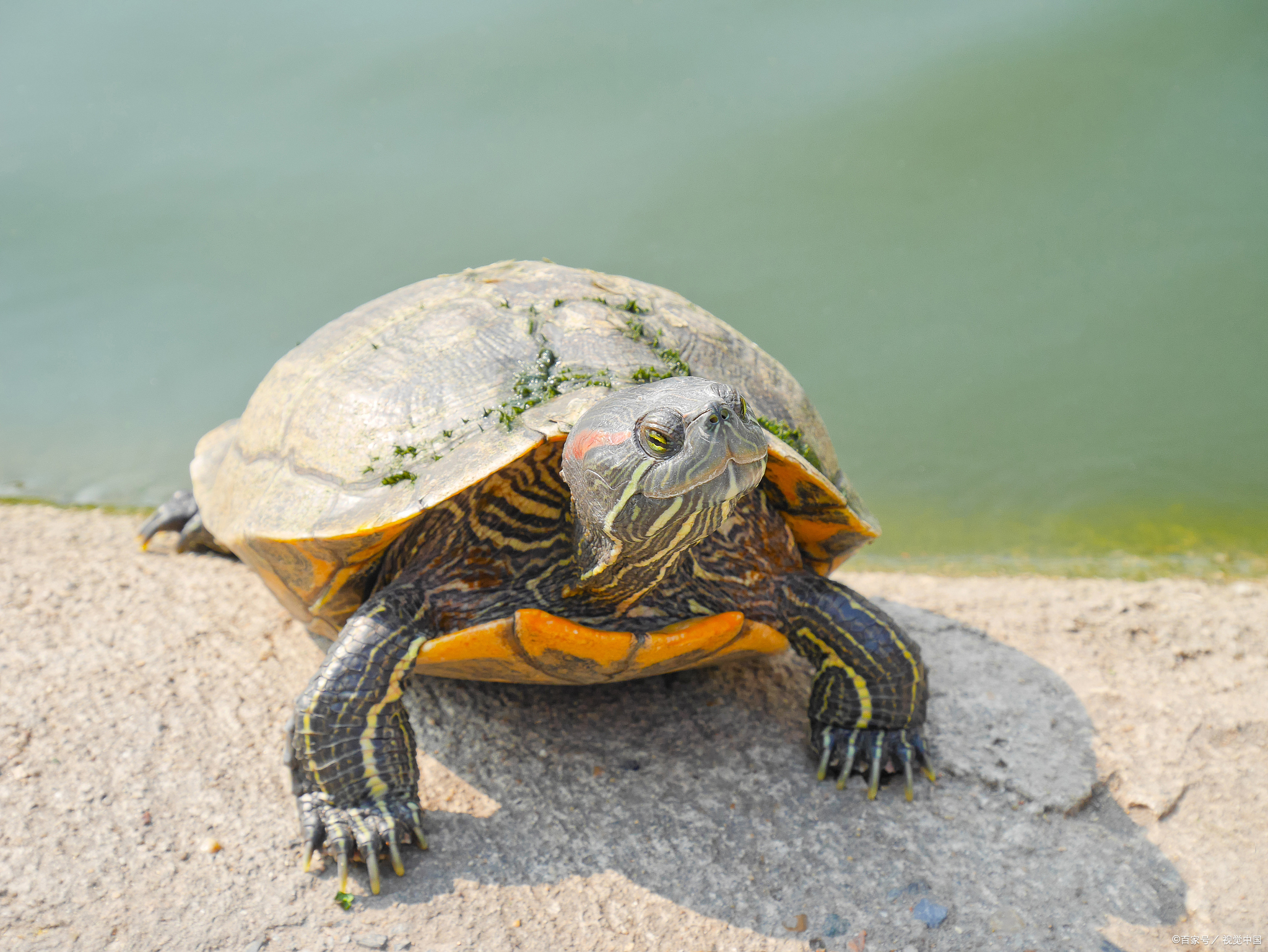 巴西龟冬眠什么时候结束?