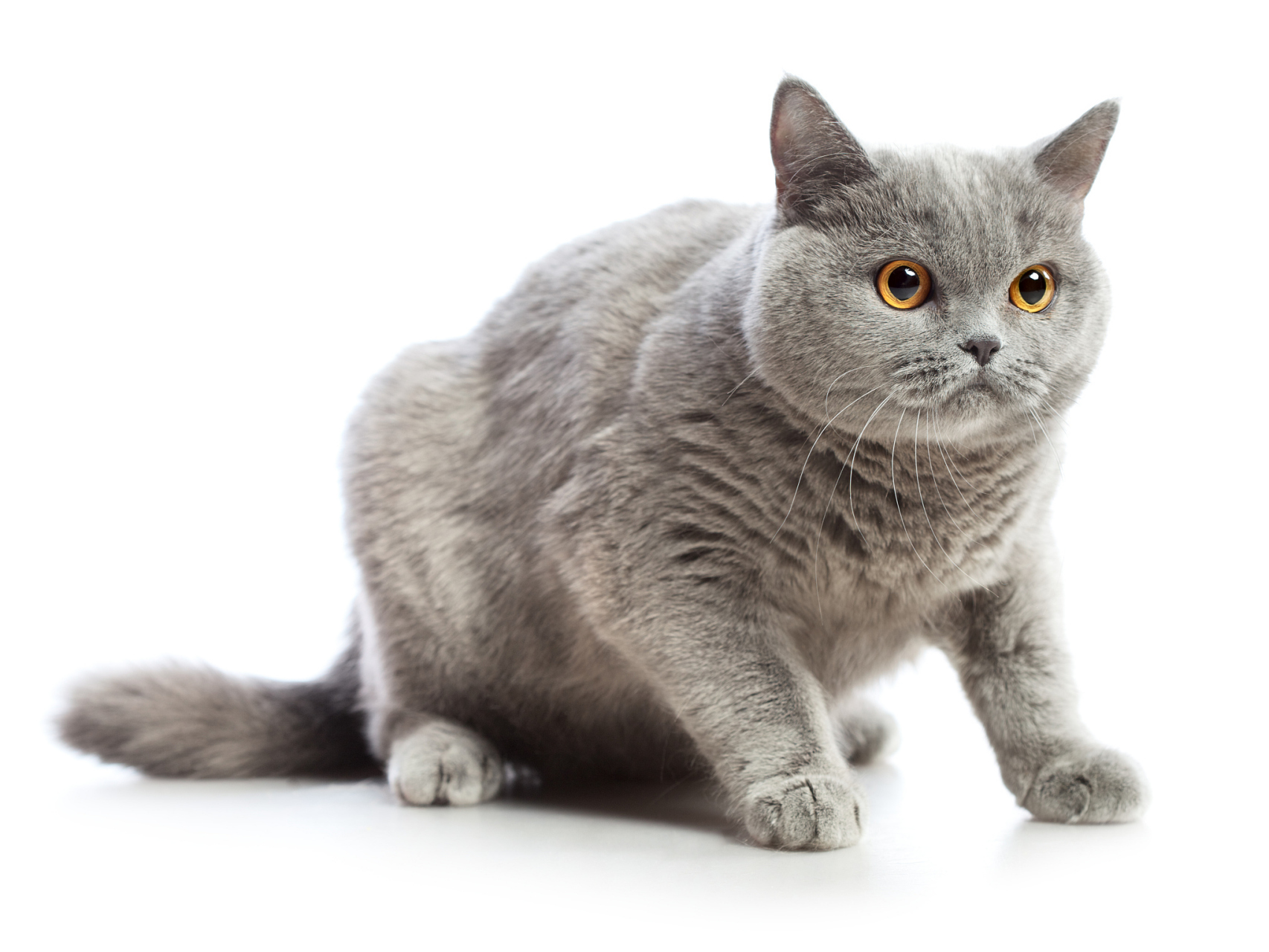 英国短毛猫的起源可以追溯到古代罗马时期,它们被用来保护粮食库.