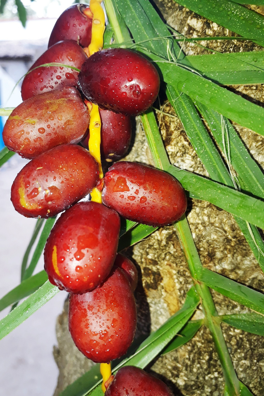 我想和大家分享一款让我惊艳的水果——宁夏特产灵武长新鲜水果!