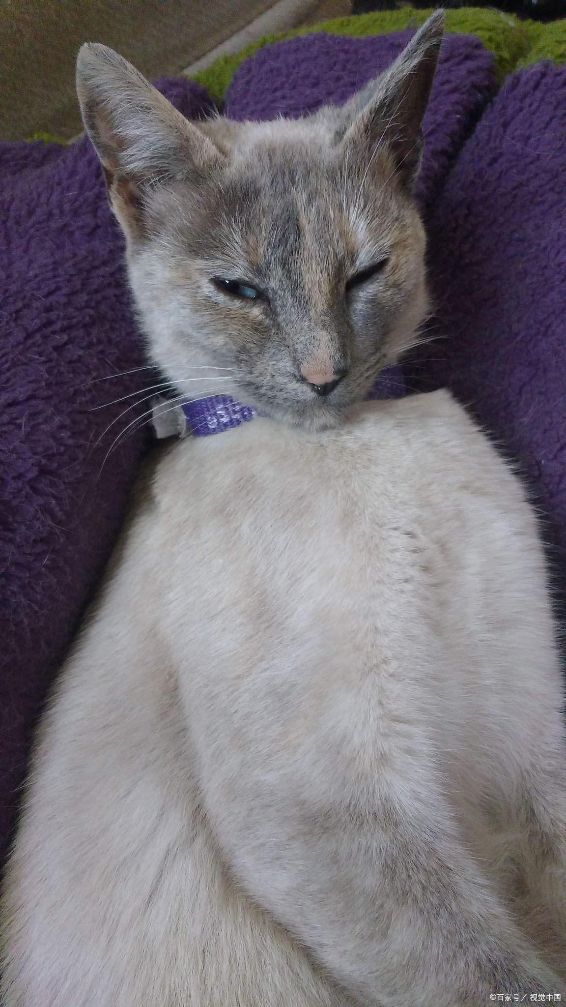 东奇尼猫,如同来自异域的梦幻使者,它们拥有色彩斑斓的毛发,从蓝色到