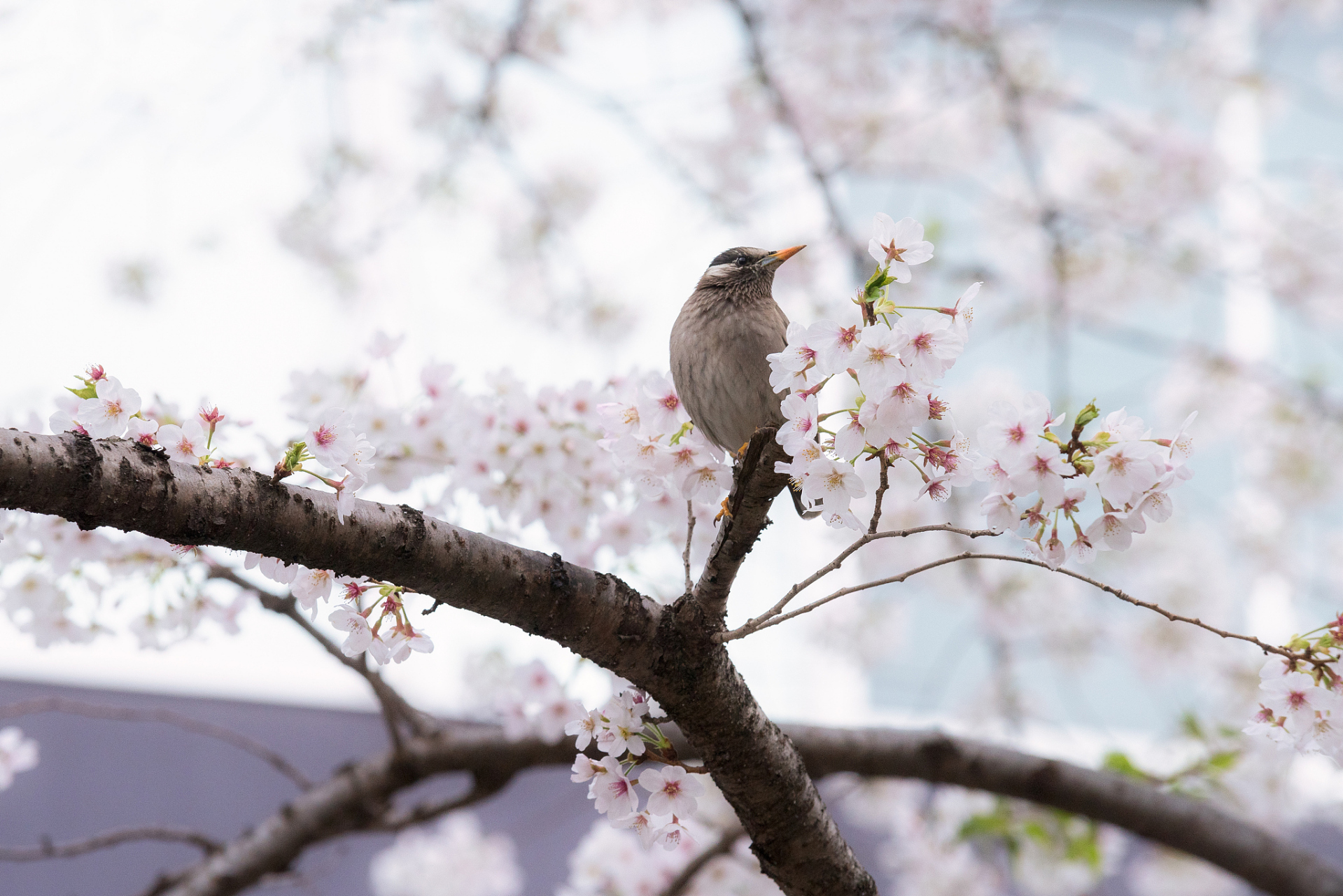 原创诗词 七绝 春深落花 作者:火云 春深莫怕子规啼,花落犹堪红半溪.