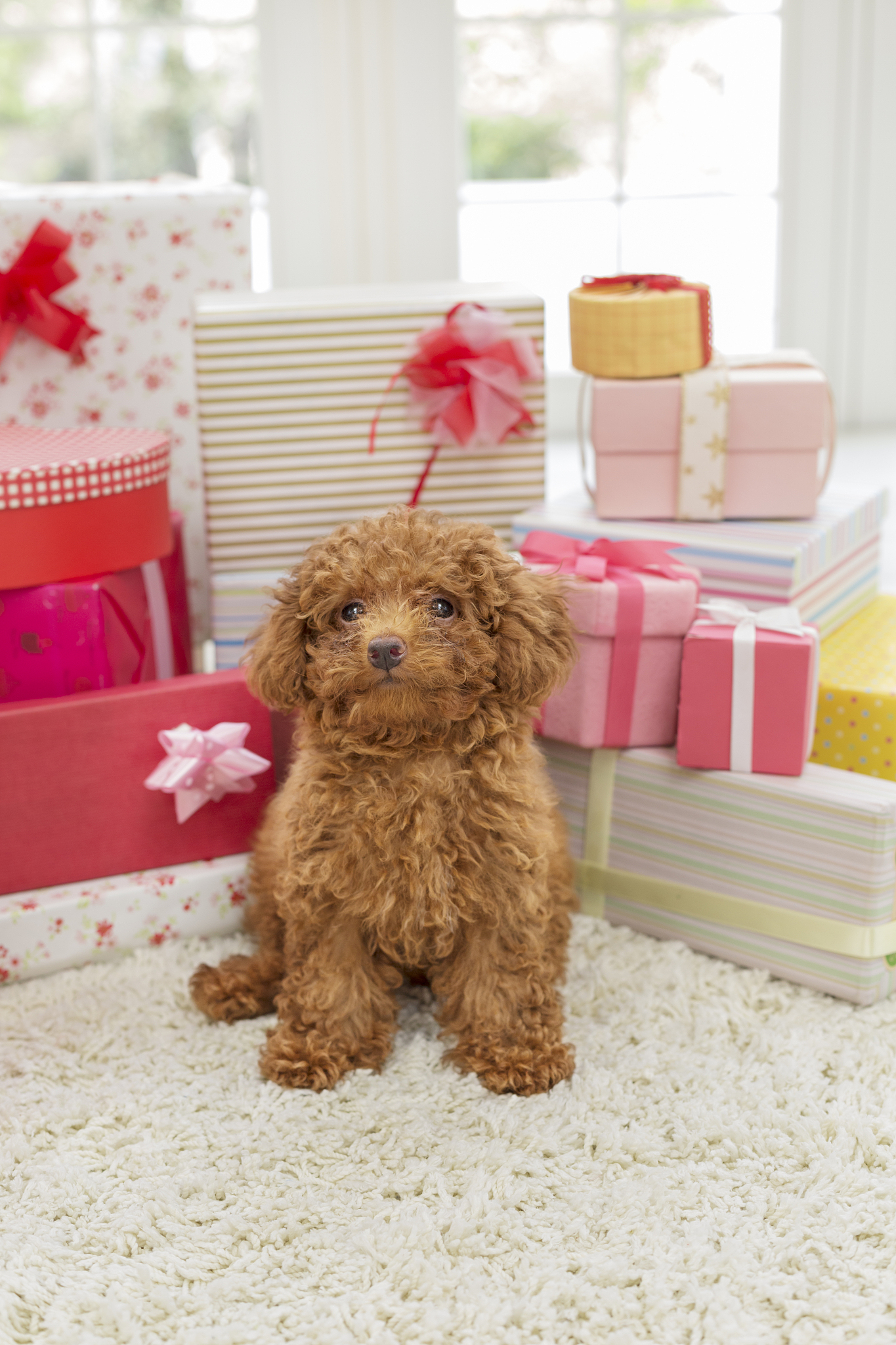 "揭秘泰迪犬价格:纯种还是混种更划算?