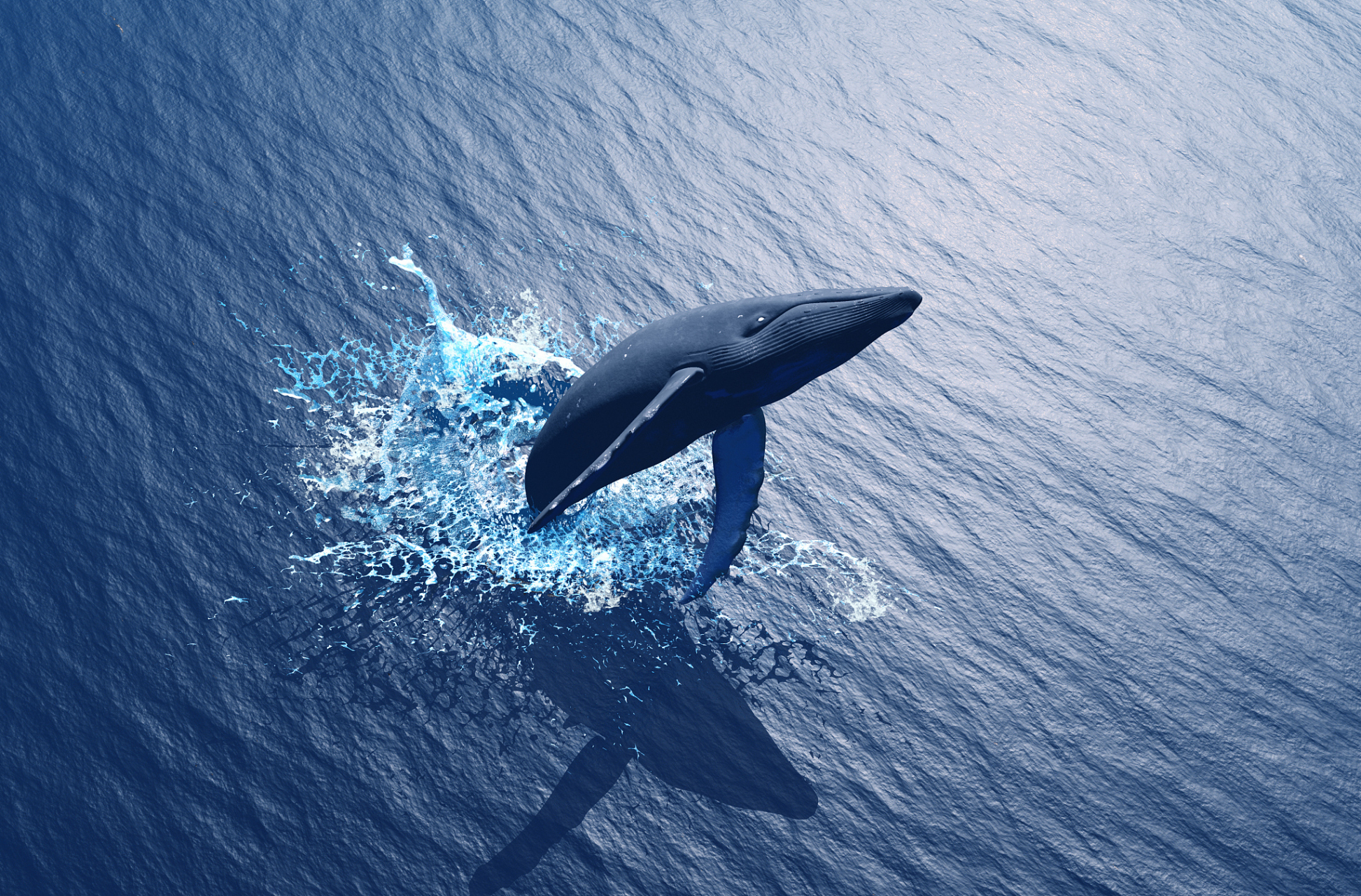 据估算,一头60岁雌性蓝鲸的碳减排量,价值为200万美元,也是这头蓝鲸的