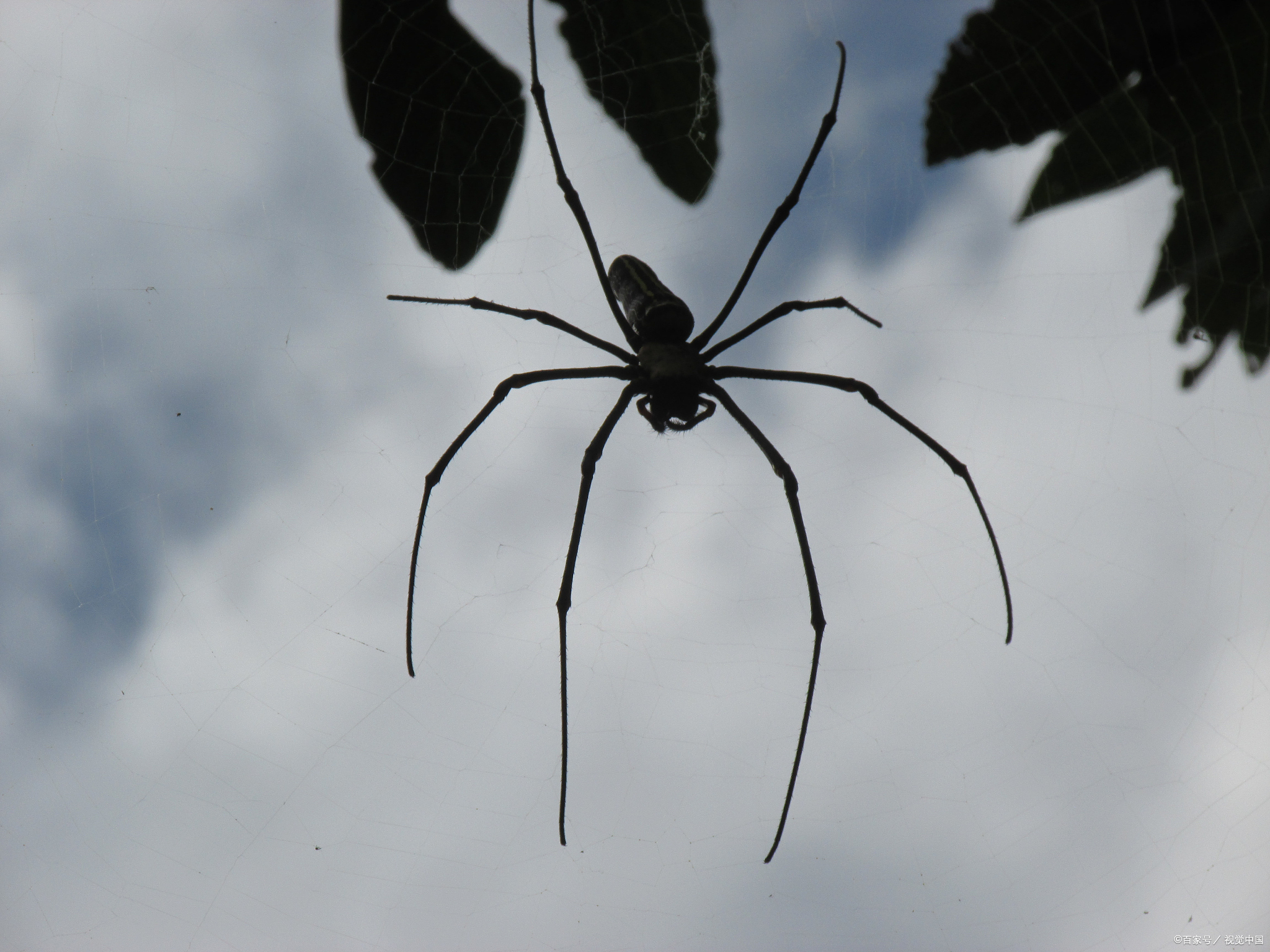 漏斗蜘蛛怎么养