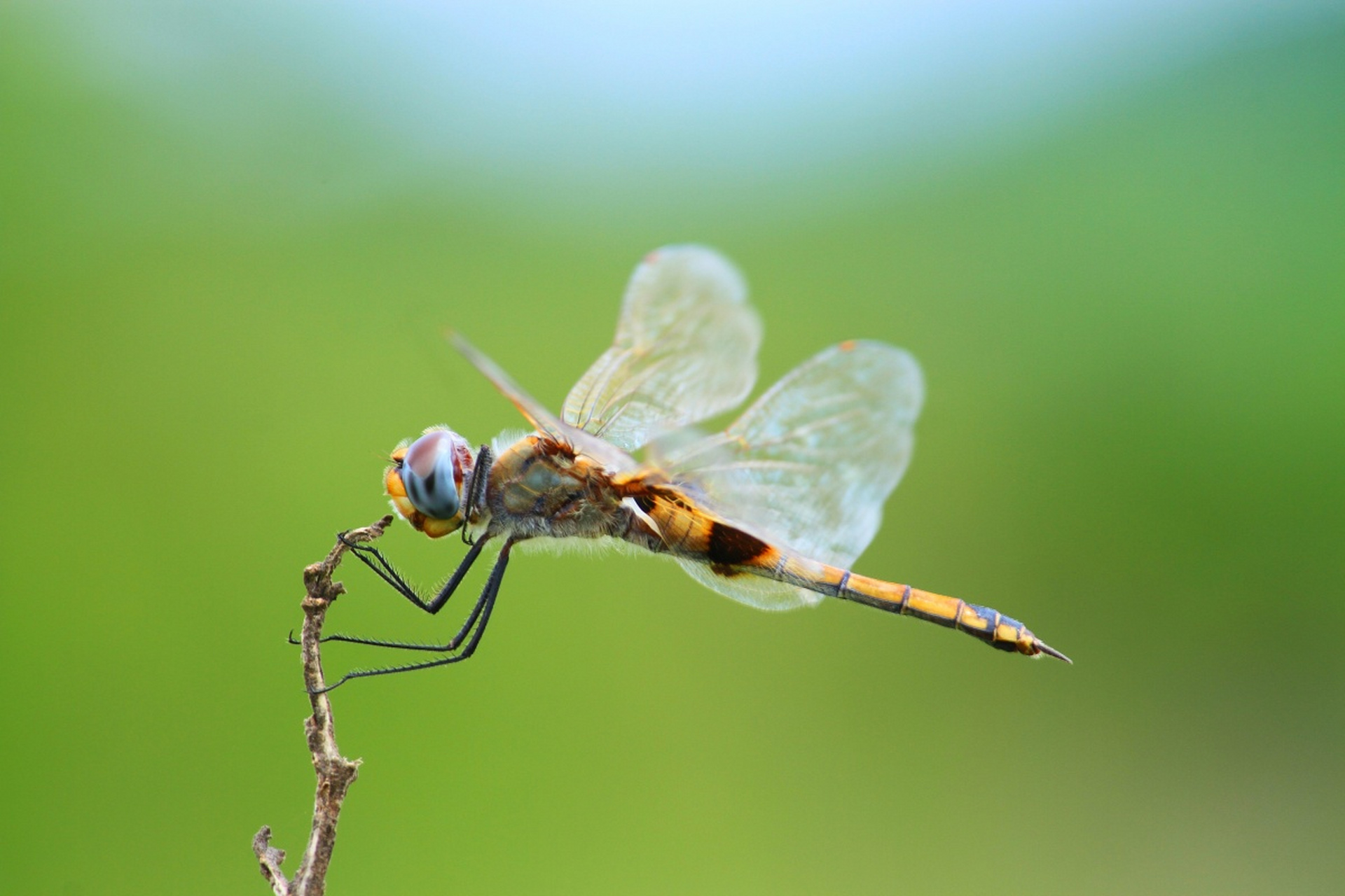 蜻蜓,水域附近的肉食性昆虫.它们在空中盘旋捕蚊蝇等害虫!