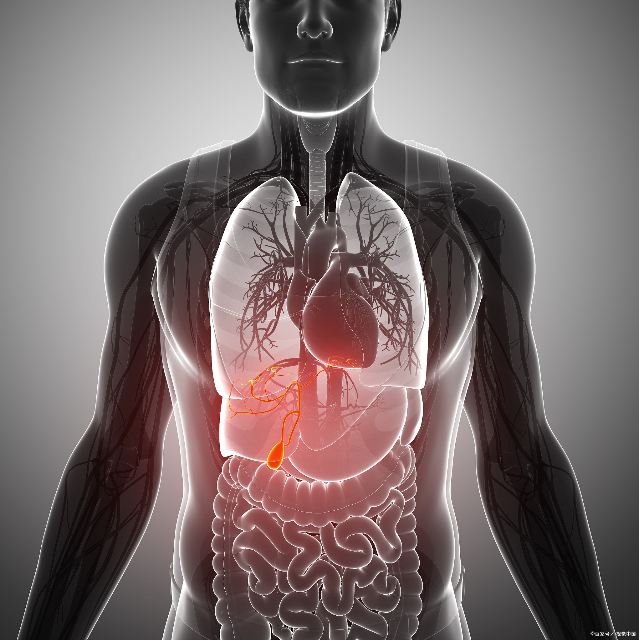 大家的印象中,胆汁就是胆囊制造的,且有消化功能.