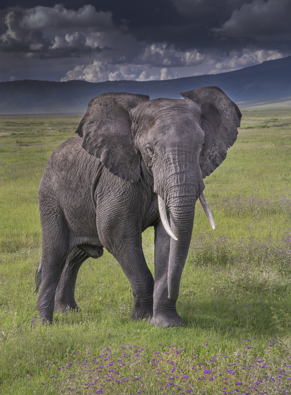 8公斤鸦片 这则新闻让我们想起了大象这种智慧和力量兼备的动物.