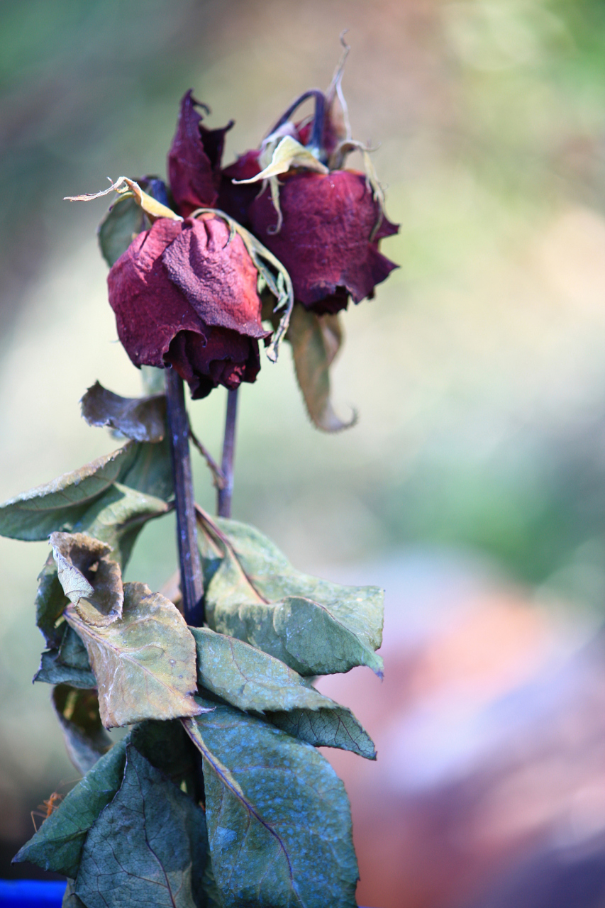 即将陨落的玫瑰也有干枯温暖簇拥它的叶儿,温柔地守侯在它身旁.不离不