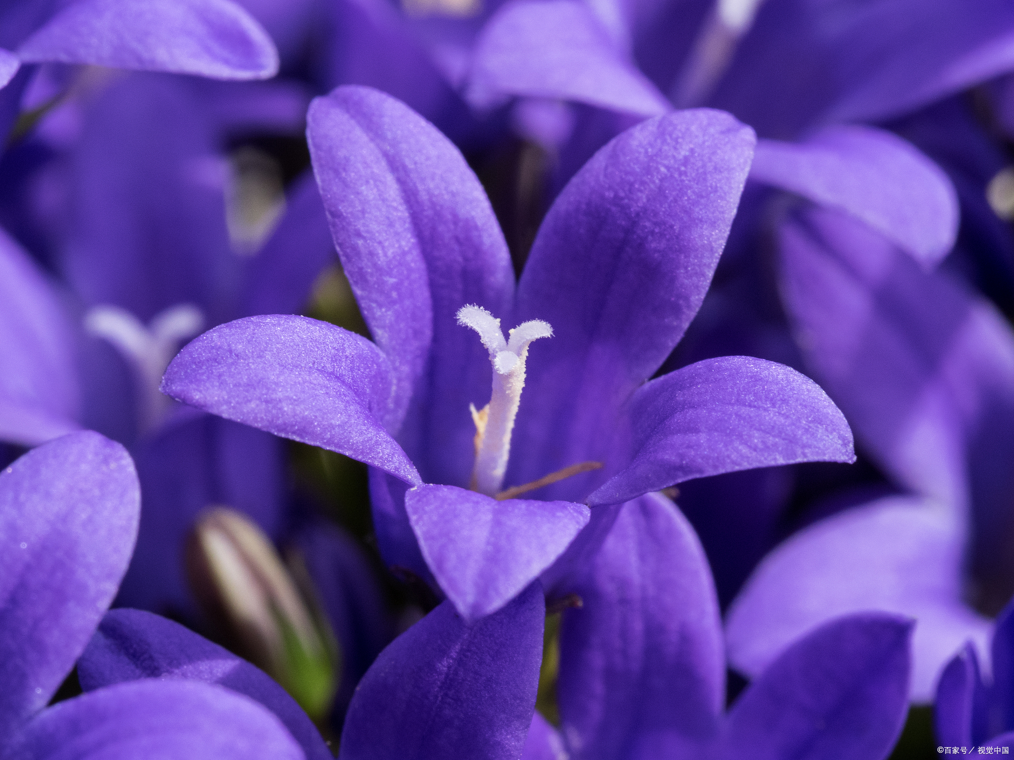 紫色的花,你知道几种呢