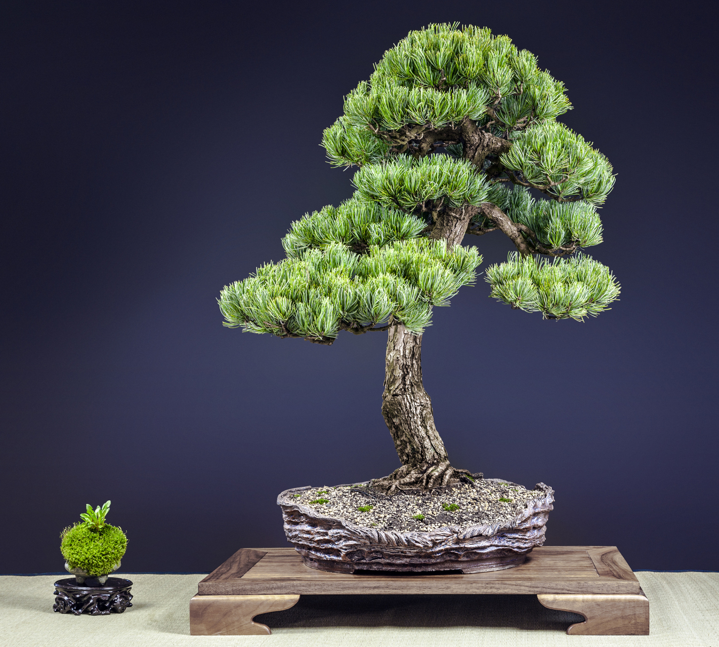 盆景是有生命的艺术,适合摆放在居室提升品味.