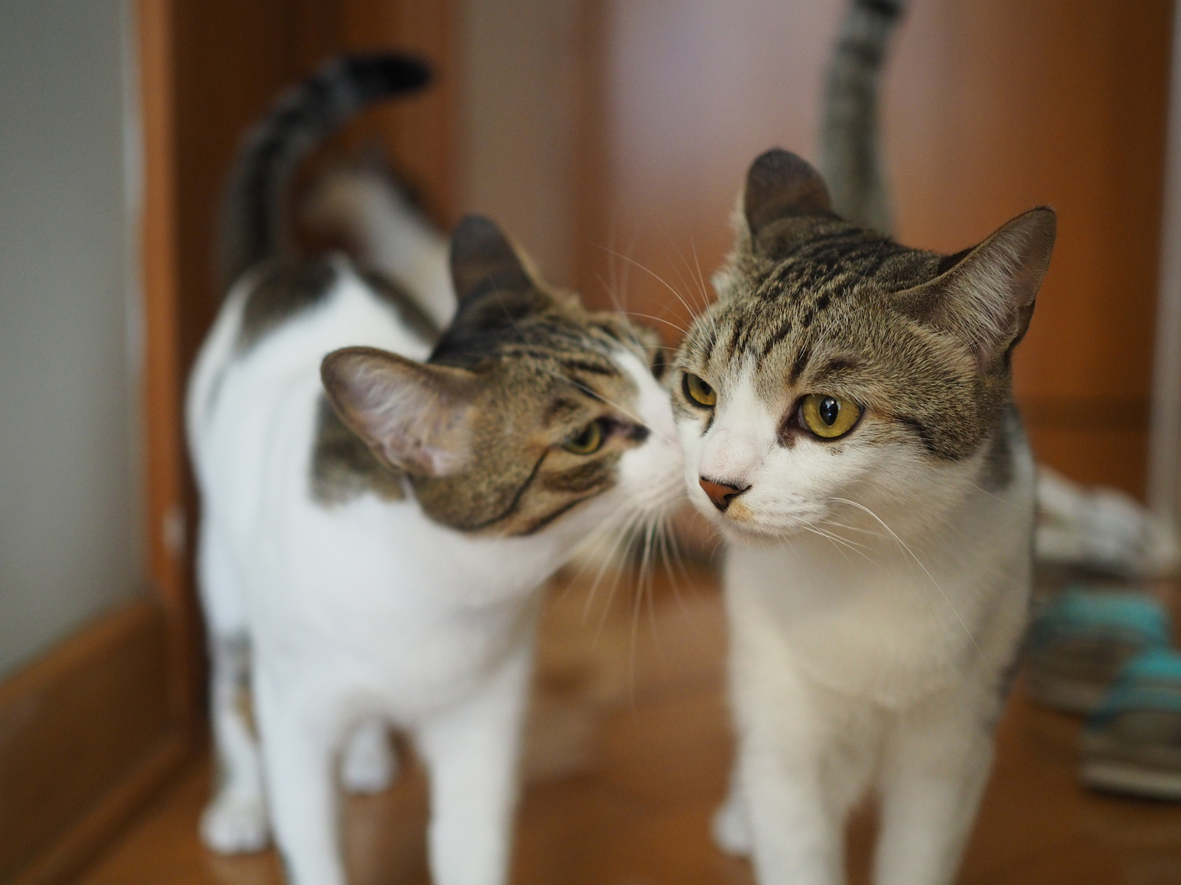猫咪的习性相对独立,属于独居动物,它们通常会在一定范围内活动