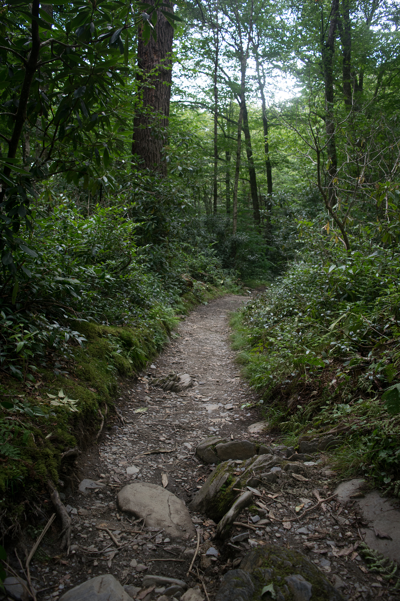 "今日漫步于山间小径,满目翠绿,阳光斑驳,微风轻拂