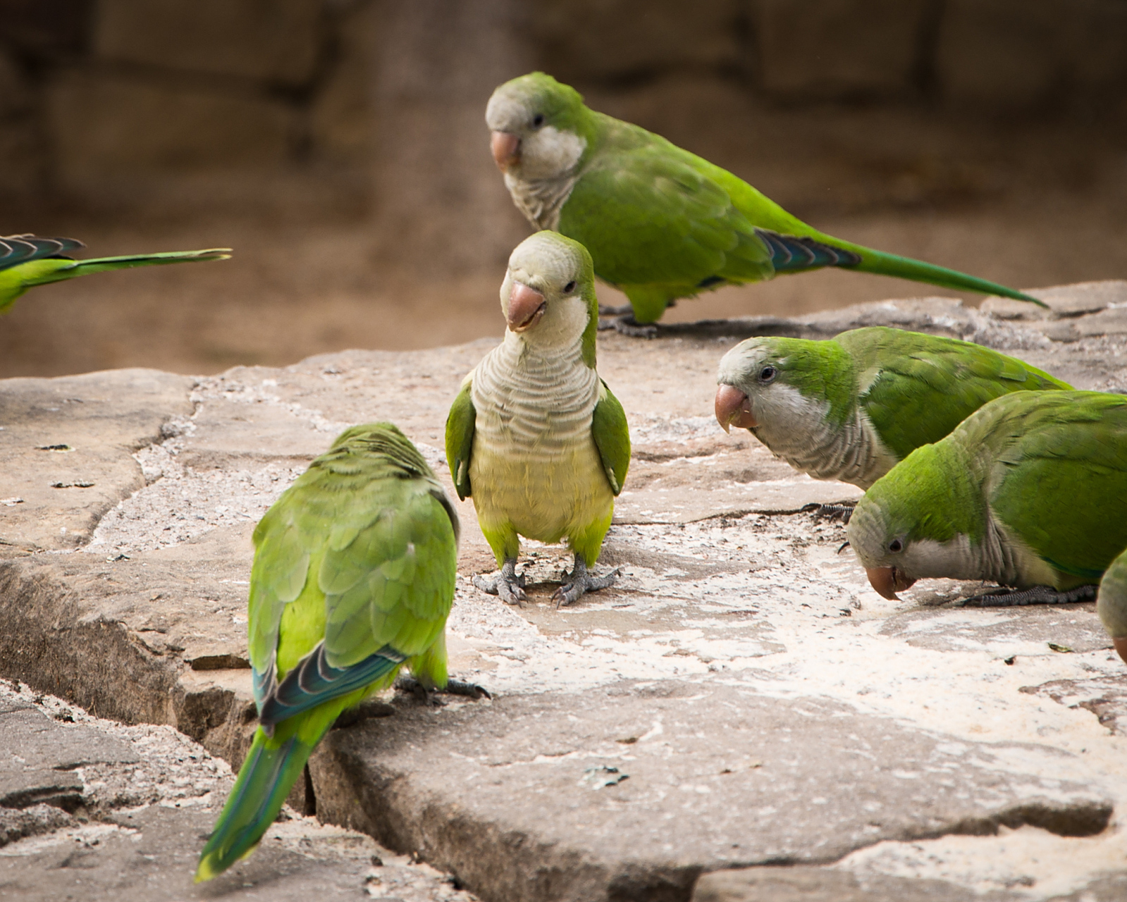和尚鹦鹉现在在国内已经是允许个人合法饲养的宠物了.
