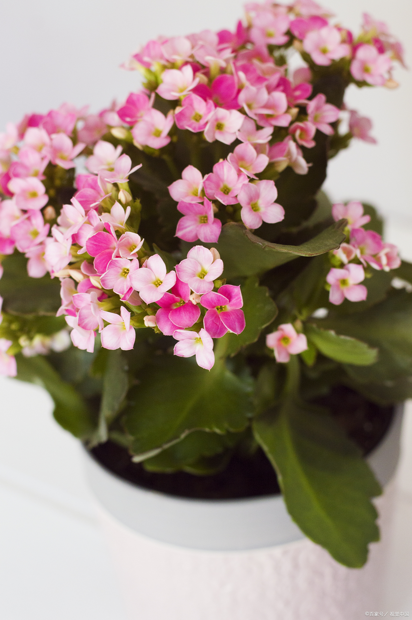 一般而言,酢浆草喜温暖湿润的环境,适宜生长的温度为15℃至25℃.