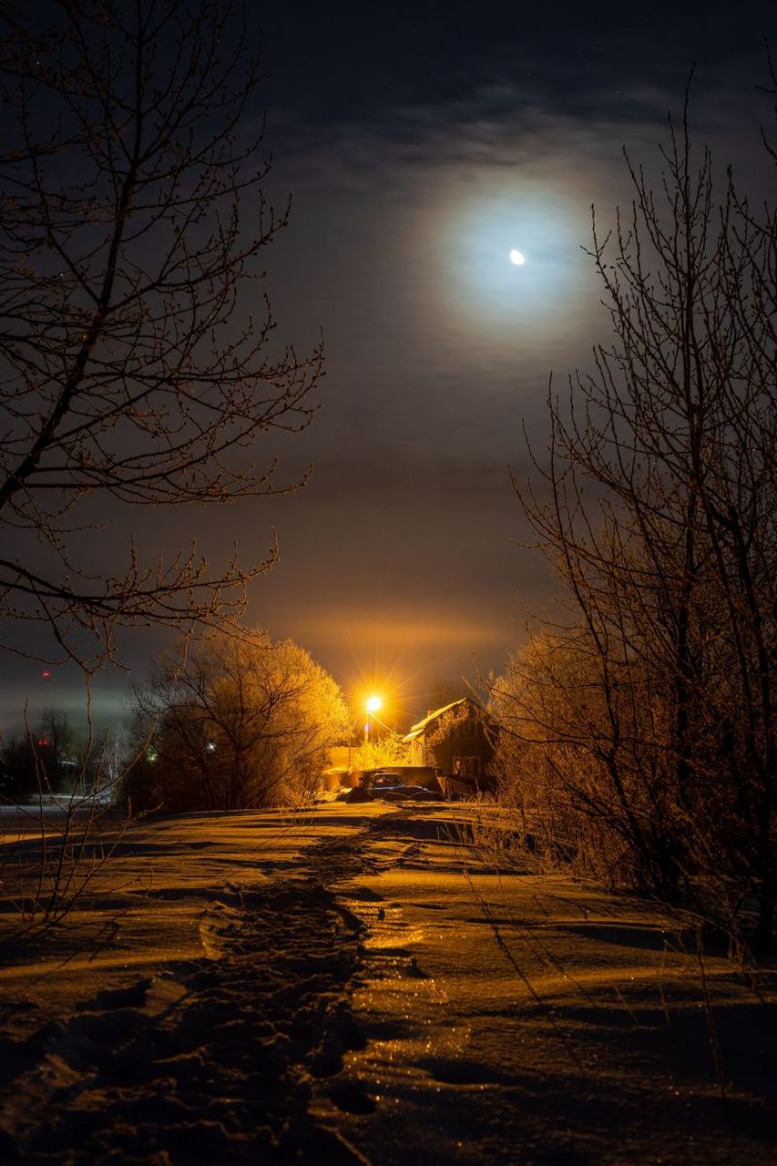 寒冷的夜晚,小树也变得特别孤单