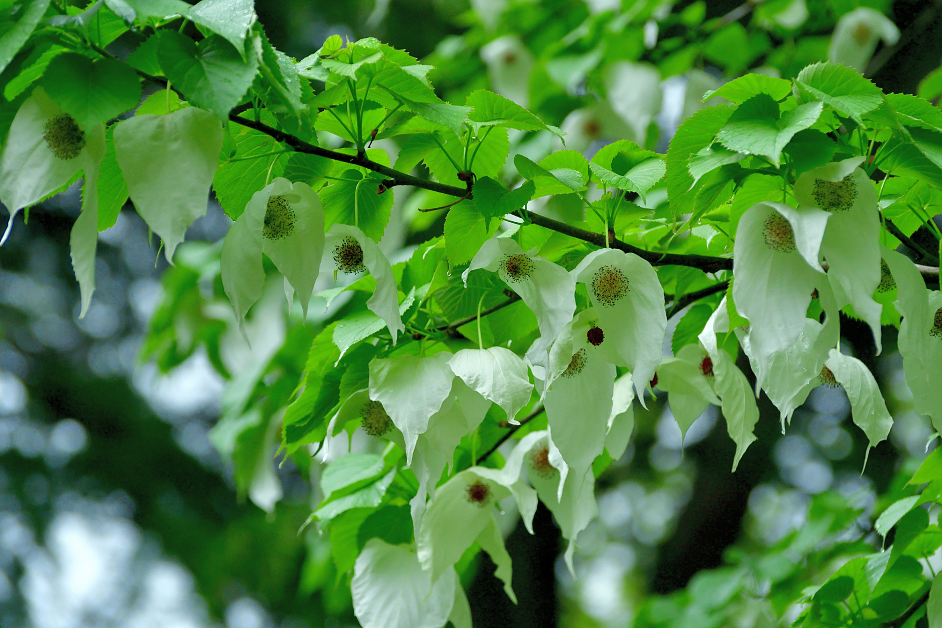 珙桐树形优美,树态笔直端正,树皮呈灰褐色,茂密的枝条向上倾 斜,仿佛