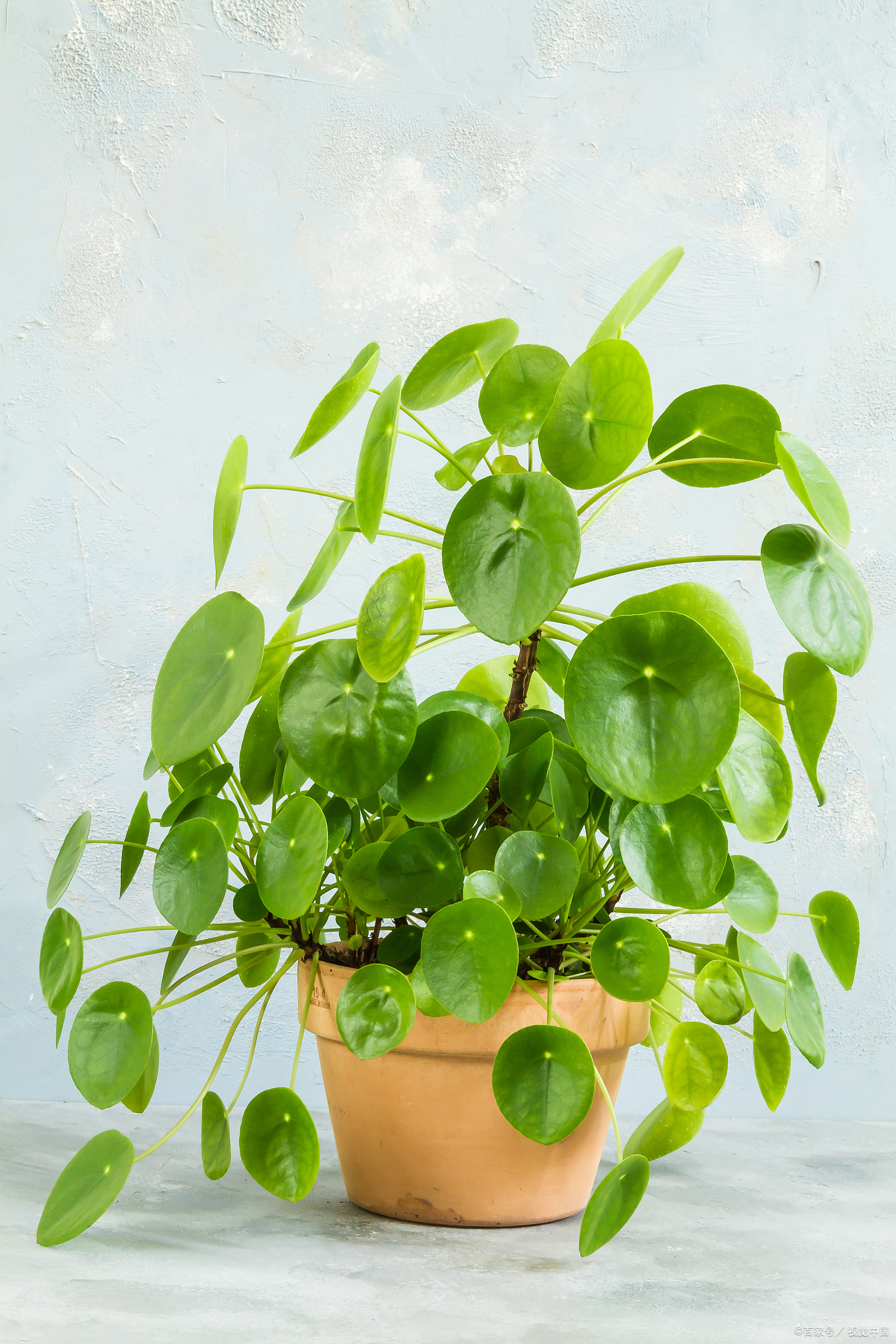 铜钱草水底能活吗?铜钱草的种植方法是什么?