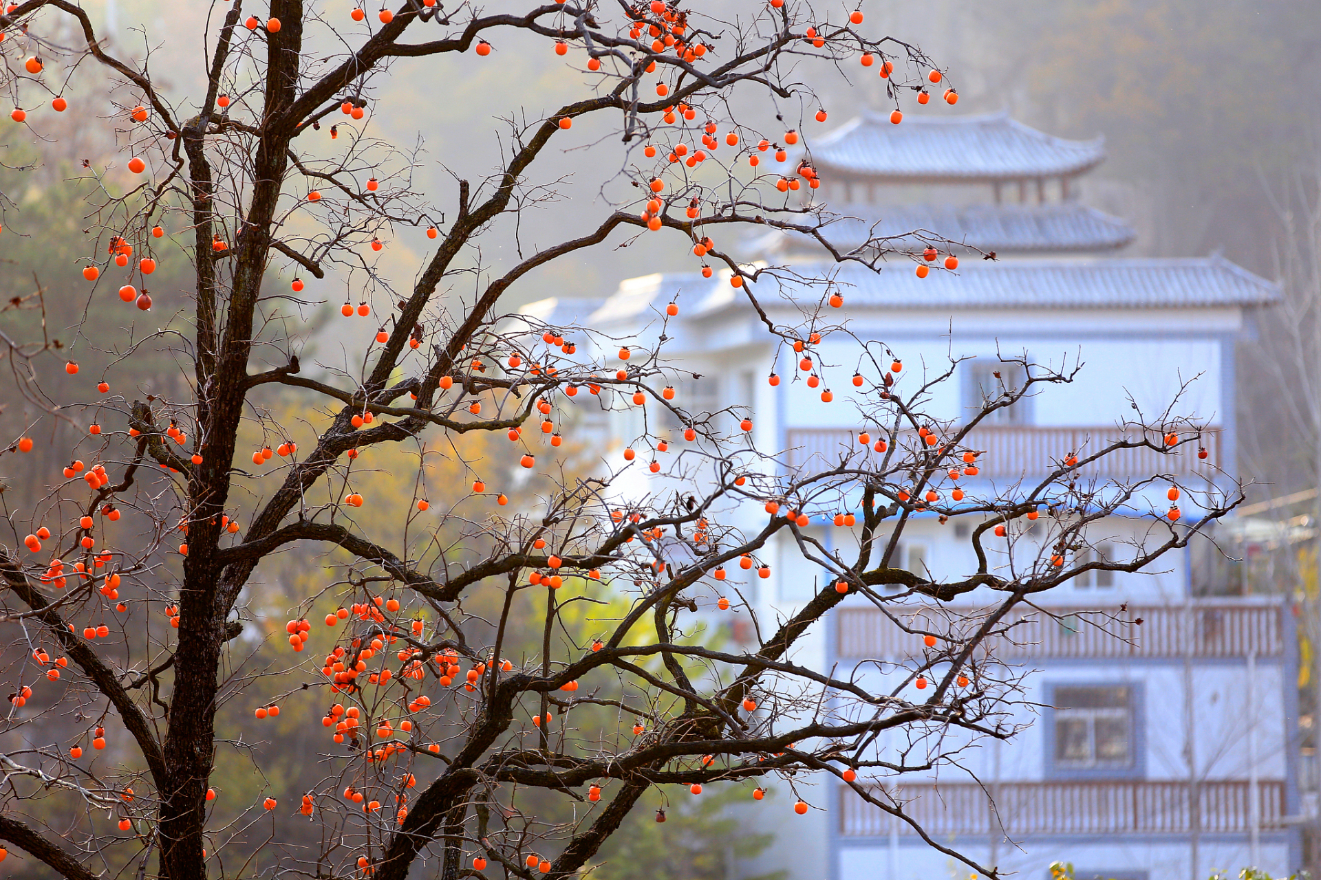 首先,你会注意到树枝上出现了小小的,嫩绿的芽头