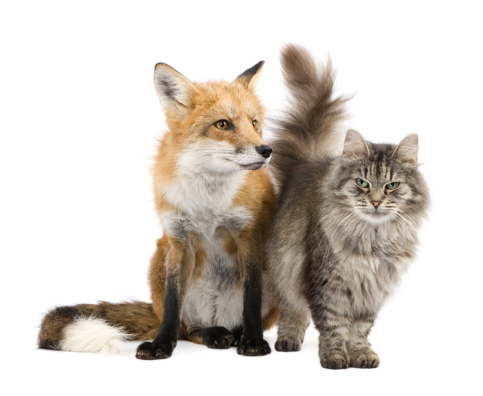 狐狸跟猫打架谁厉害?狐狸的特性是什么? 狐狸是犬类动物.