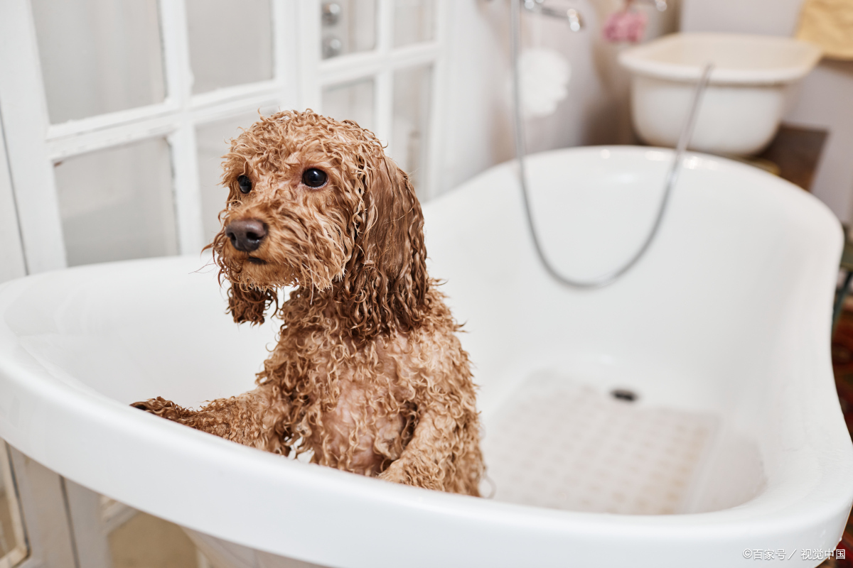 如果洗澡太频繁,可能会破坏这层保护,导致皮肤干燥,瘙痒,甚至引发皮