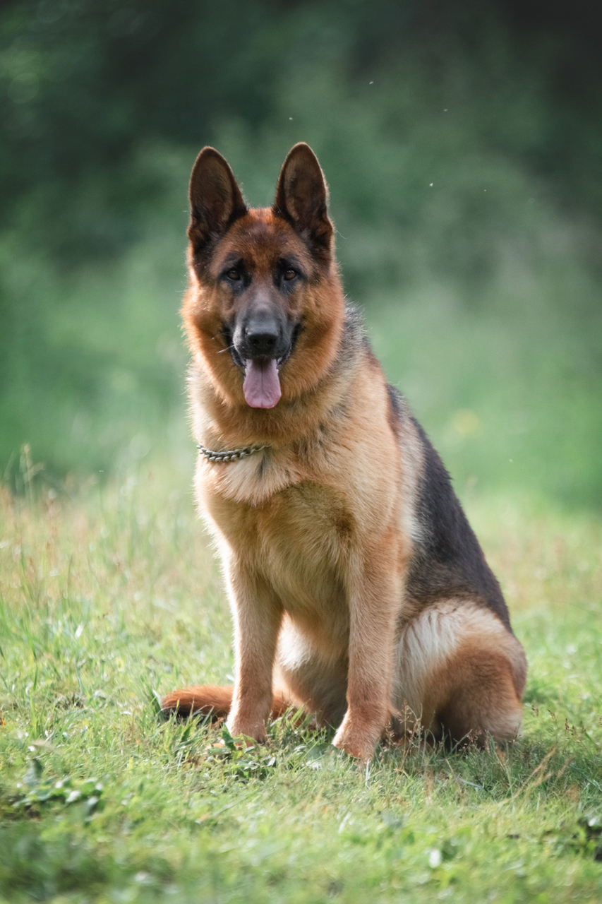 主人需加强管理和控制,确保安全.[原文:德牧为什么会咬死一