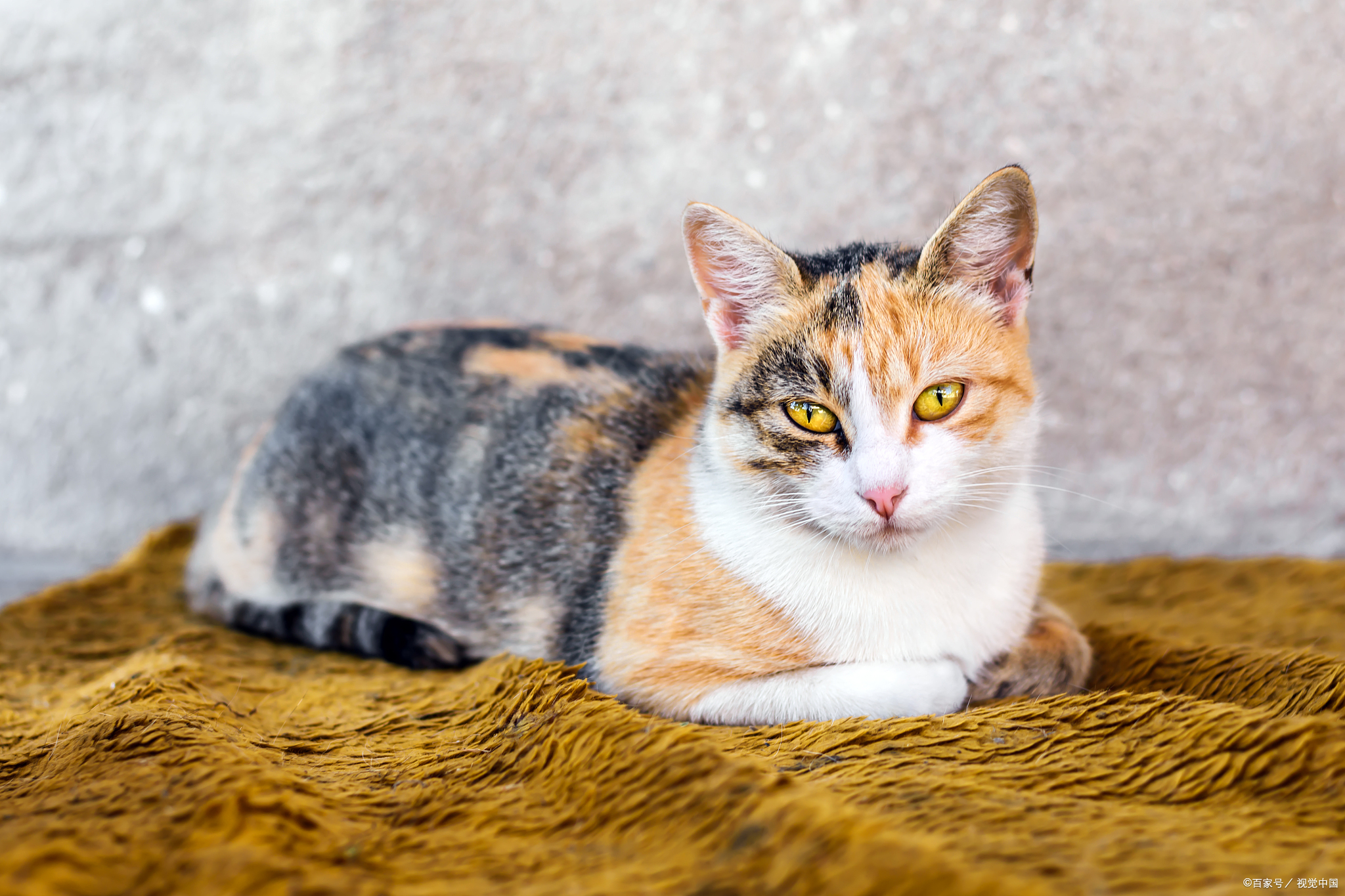 三花猫也有公的?揭秘猫咪性别与毛色背后的奥秘