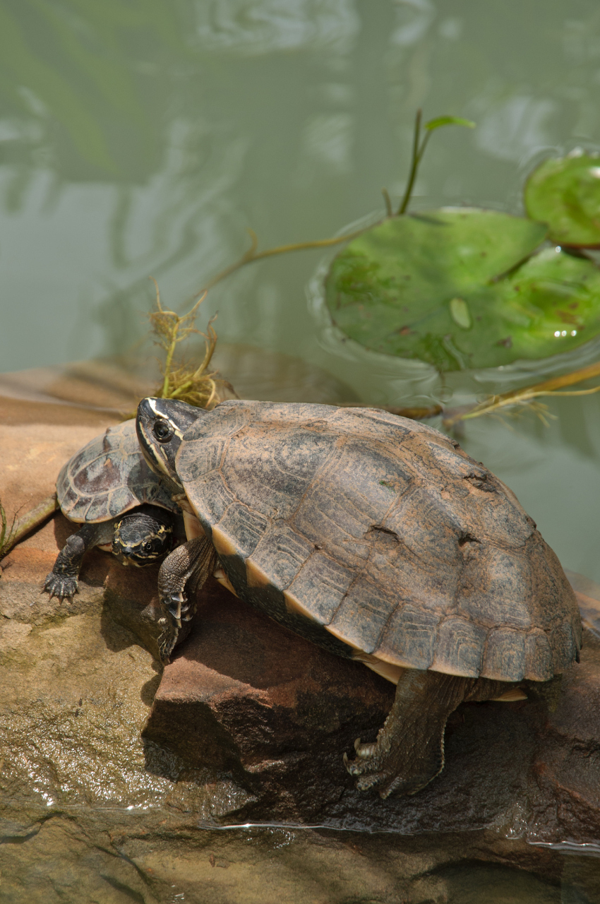 虽然有些格兰德龟偶尔挑战深水,但更多时候,浅水才是它们的归属.