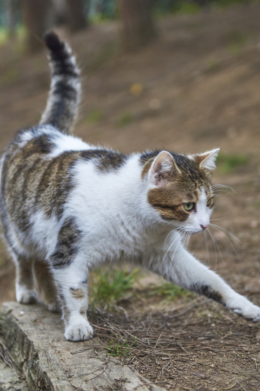 土耳其三色猫图片