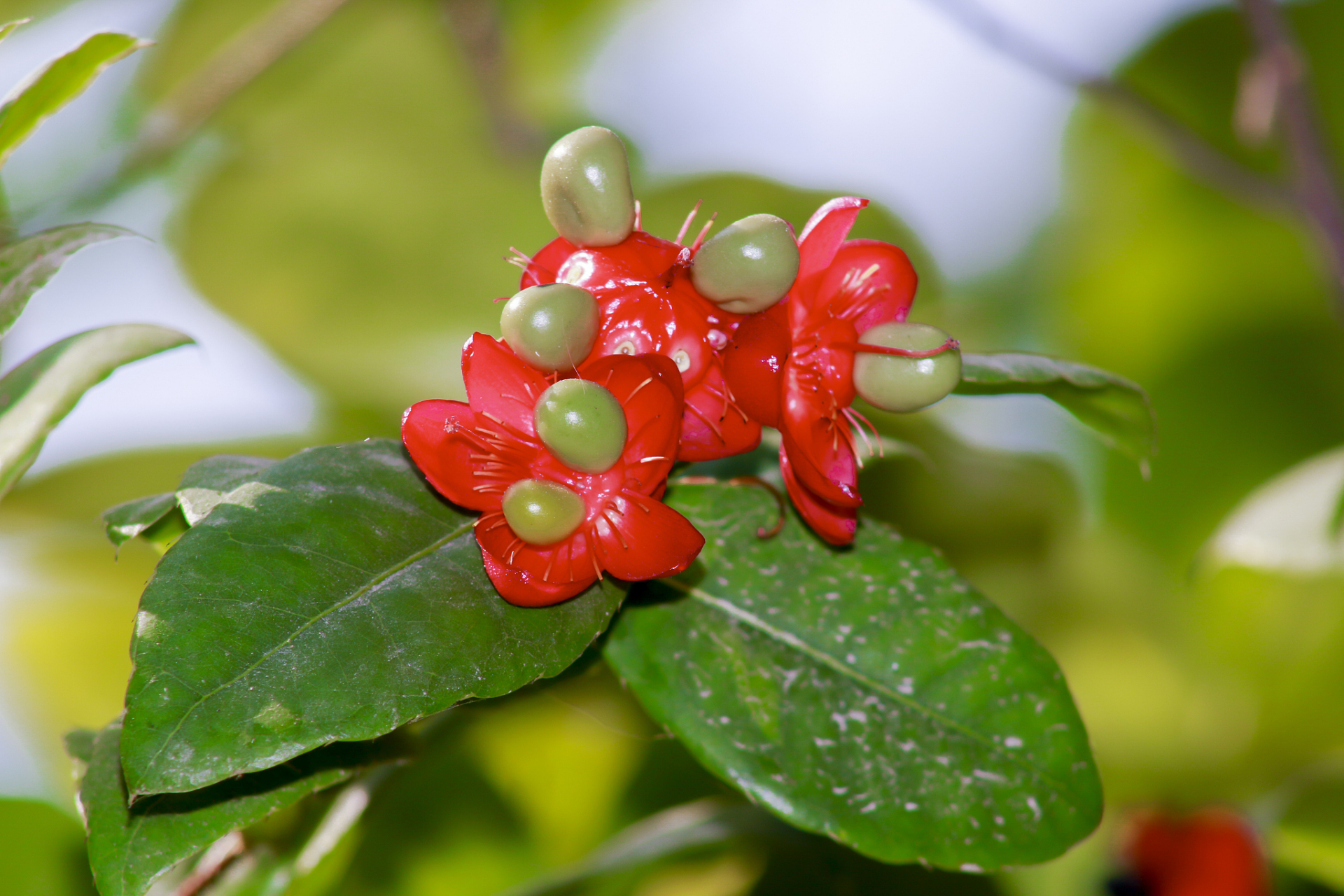 富贵子开花要怎么打理  富贵子是一种美丽的植物,它的花朵繁茂华丽