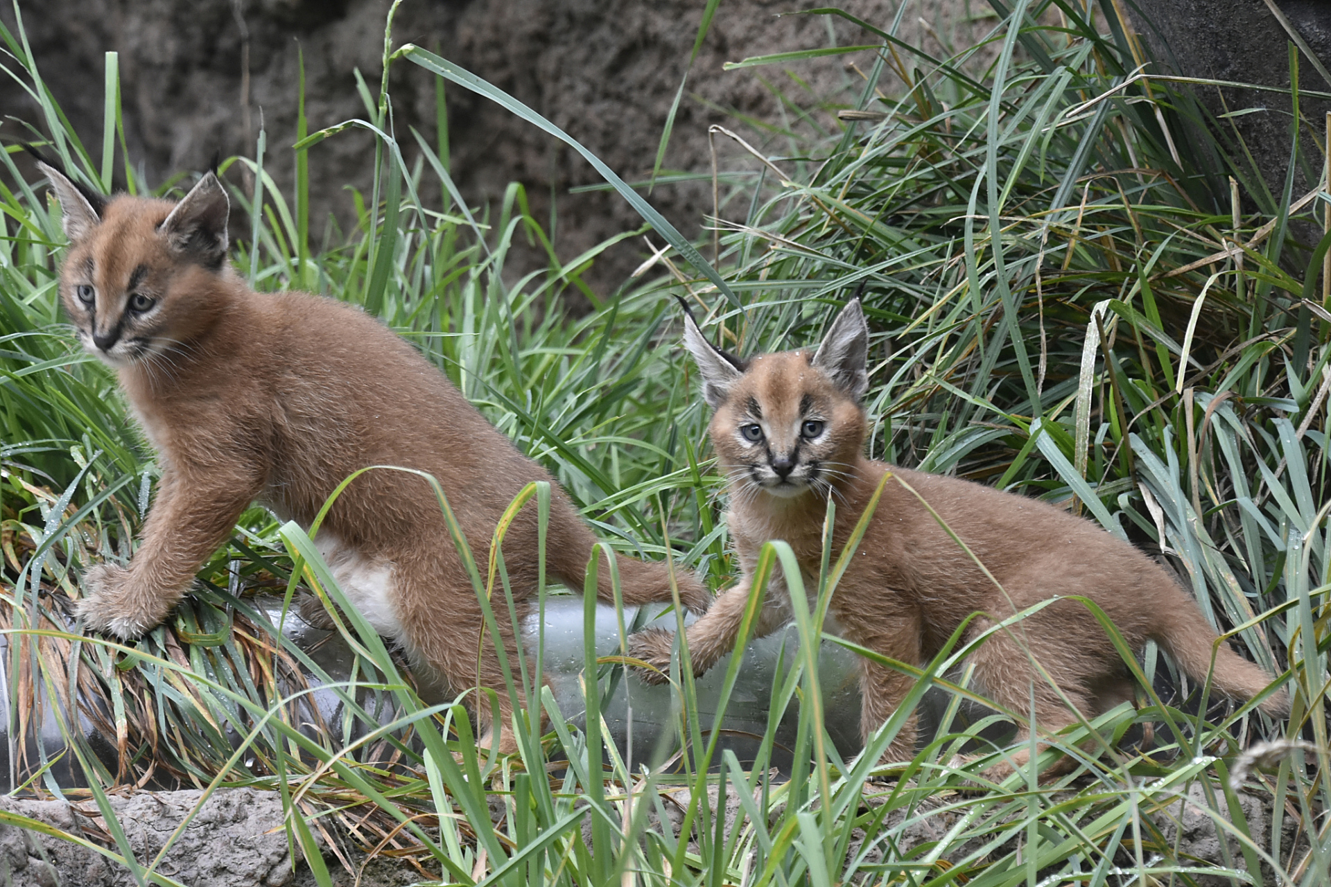 黄鼠狼是一种猫科动物,属于草食性哺乳动物.