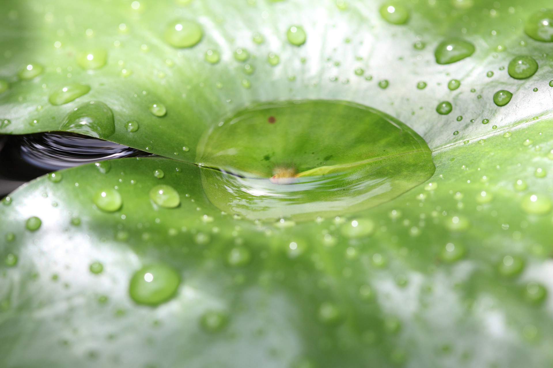 [原文:荷叶上的水滴:为何会变成