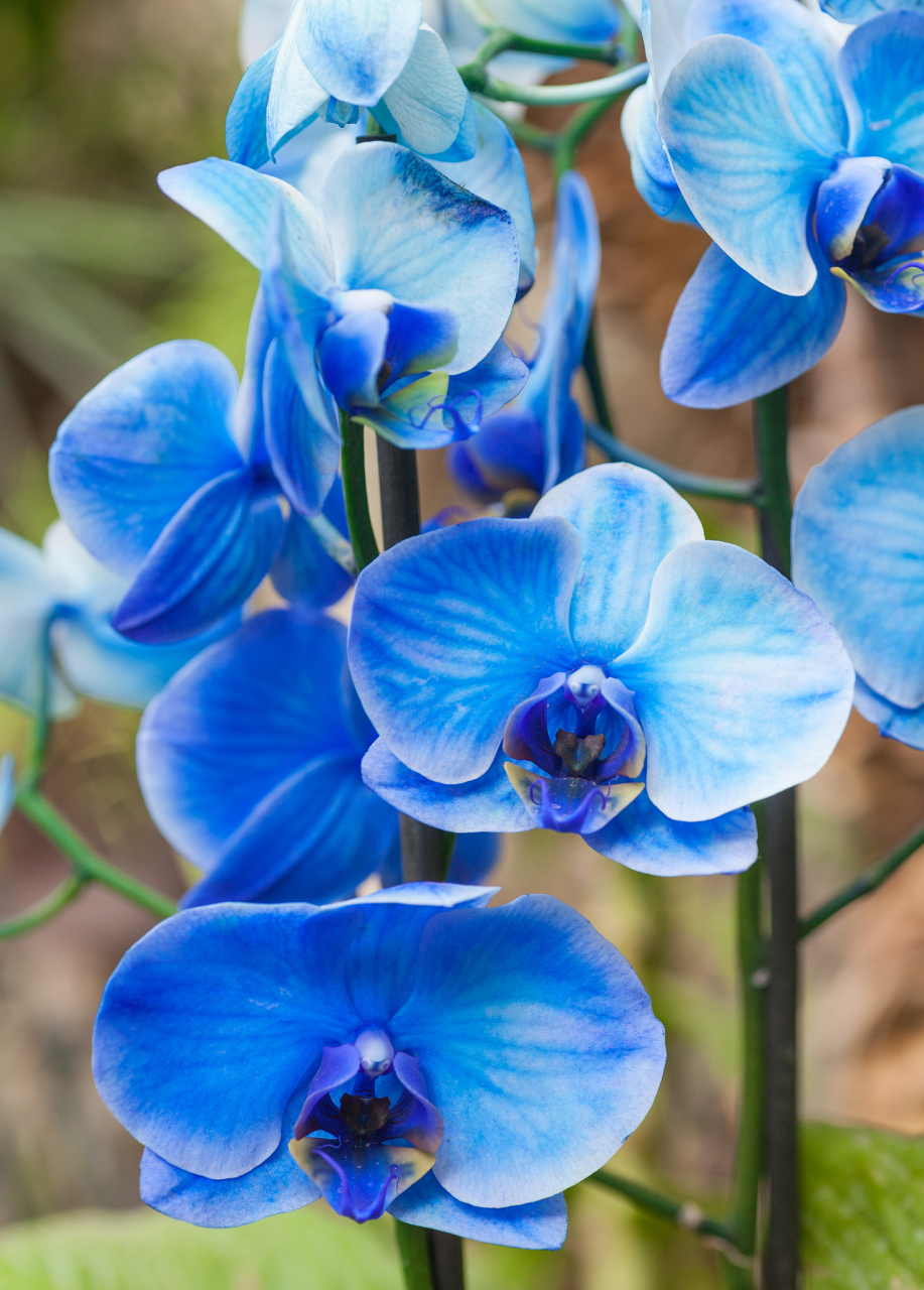 蓝蝴蝶花,听名字就让人心动不已.