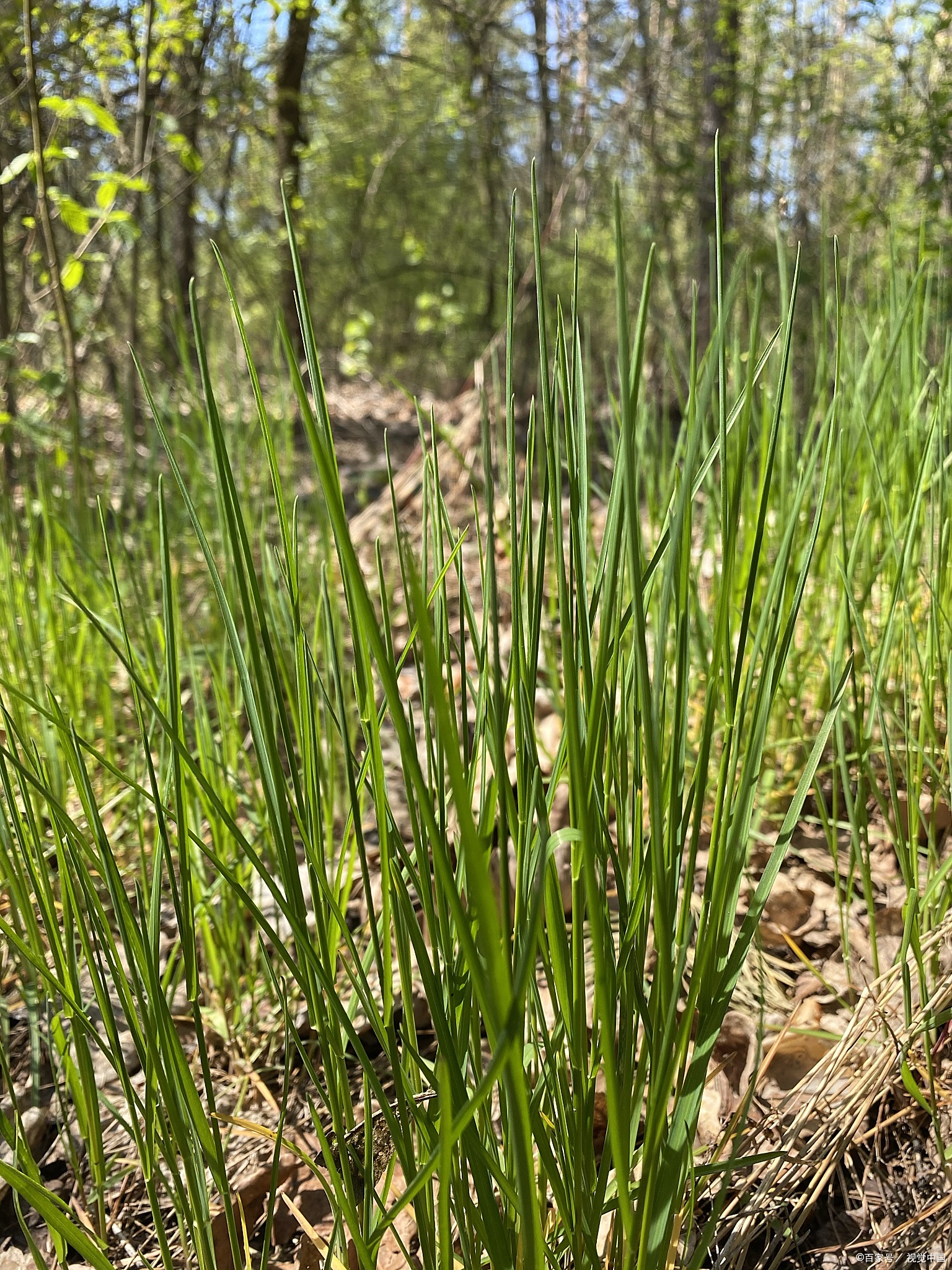 中药醋柴胡与白芍擅治慢性肾炎(尿蛋白)思路解析【参