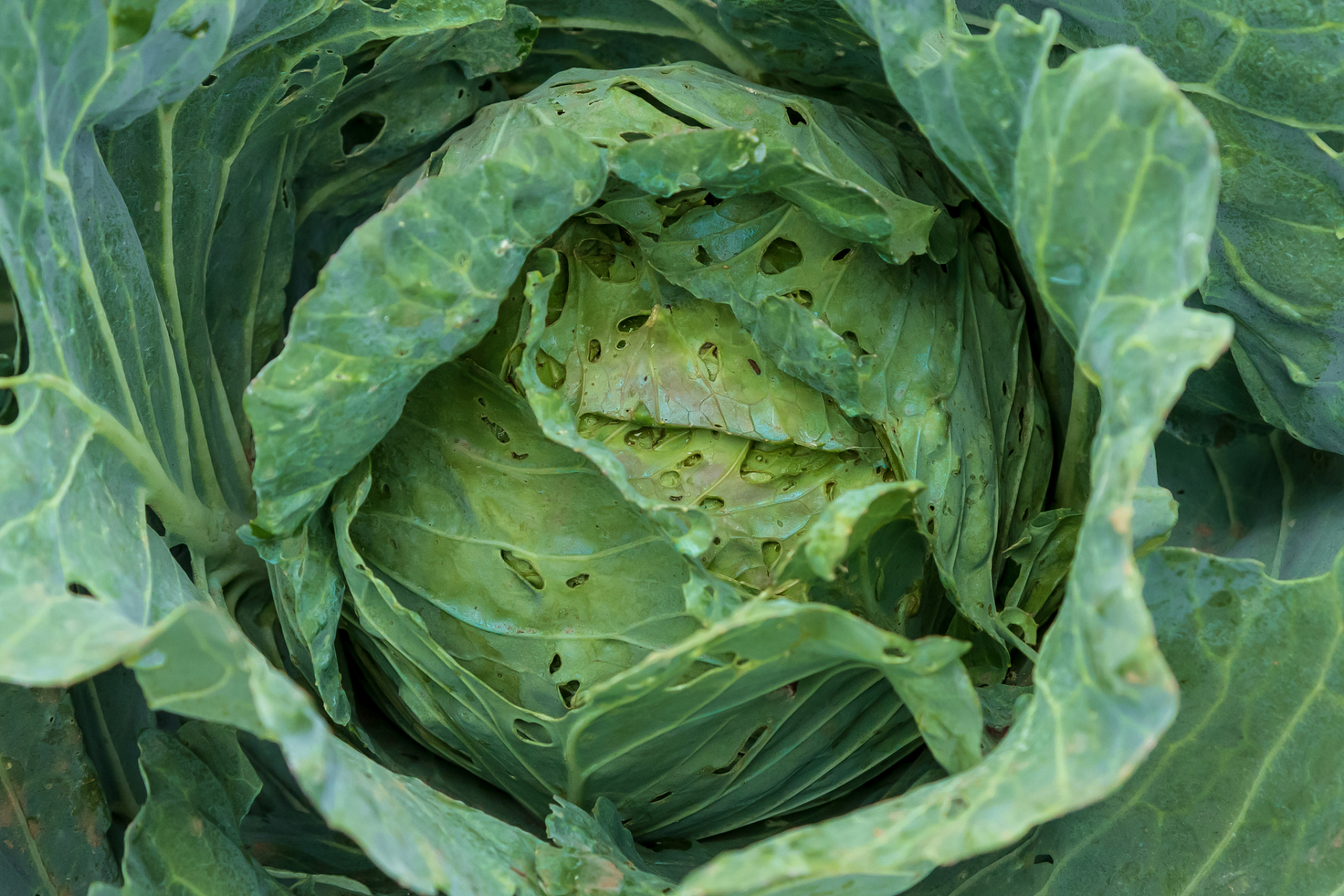 症状:大白菜软腐病又称烂葫芦,烂疙瘩,水烂等