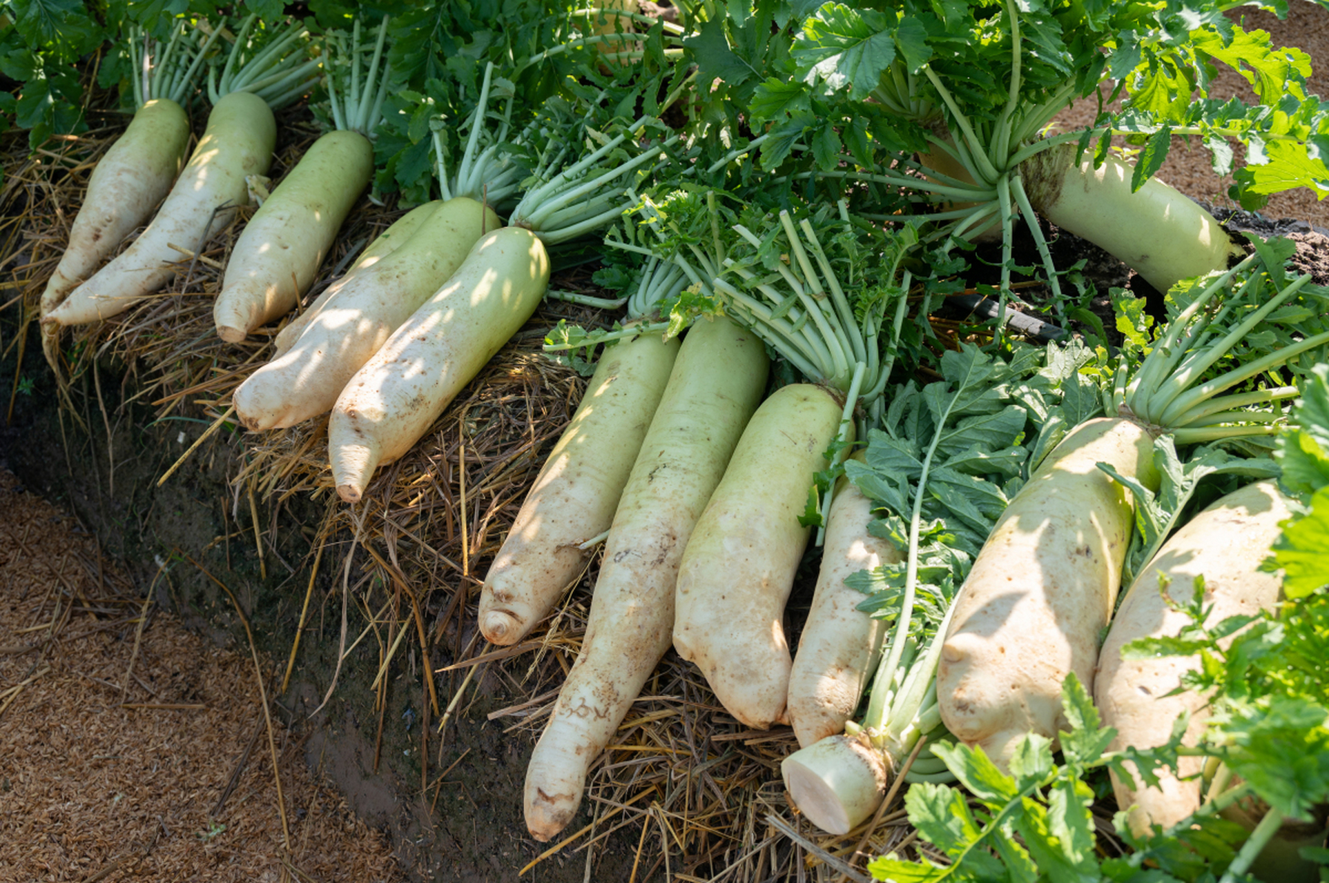 我们谈谈白萝卜种植的注意事项
