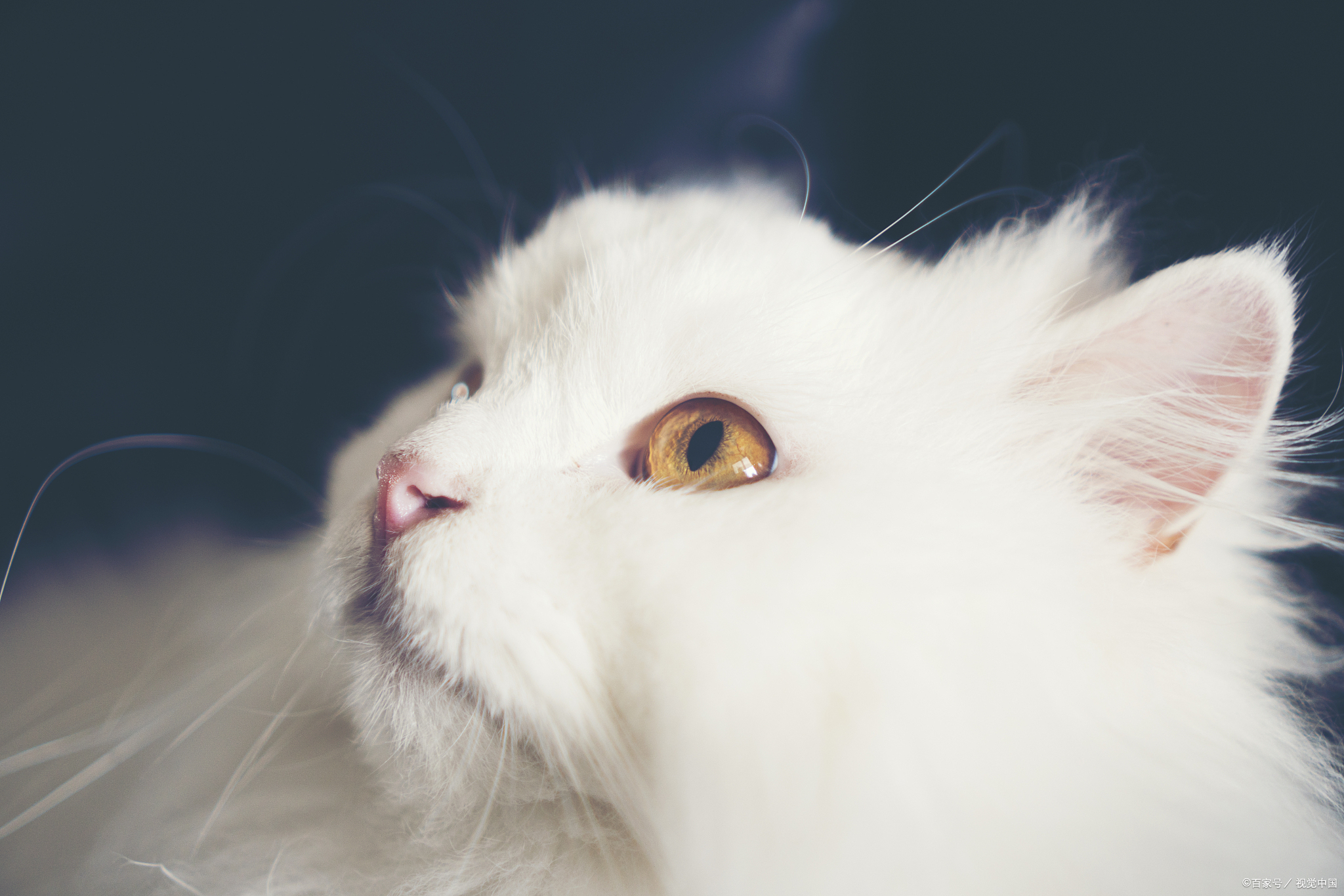 白色异瞳猫是什么品种?蓝眼睛和白色毛发,使得它非常独特和迷人