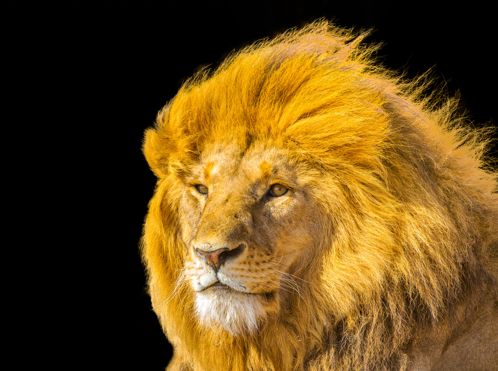 动物世界#  关于狮子的小知识2: 1,狮子的蓬松鬃毛并不是为了美观而