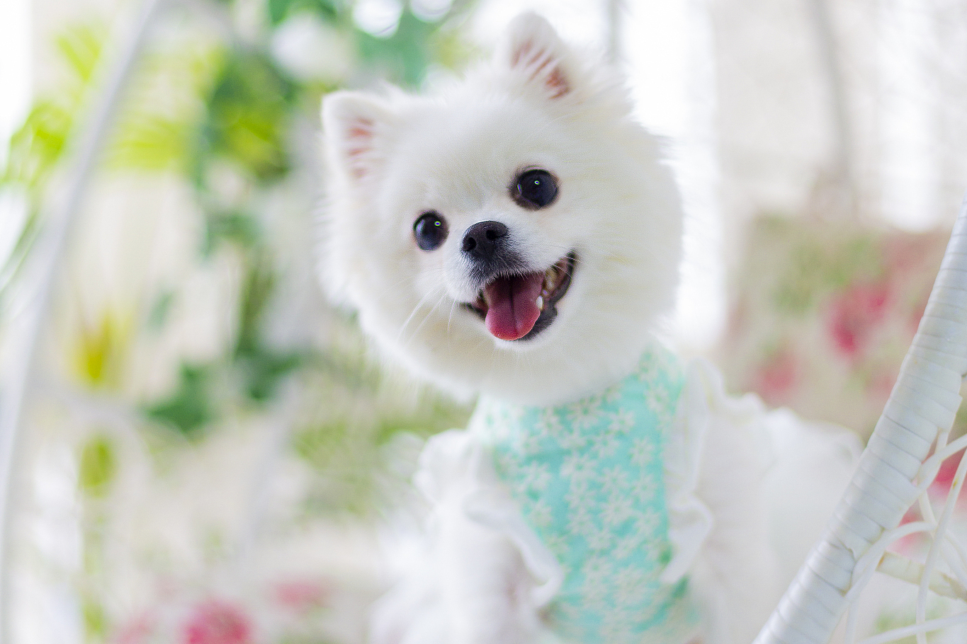 茶杯犬是一种小巧可爱的犬种,体型小,通常只有几百克,可以轻松放入