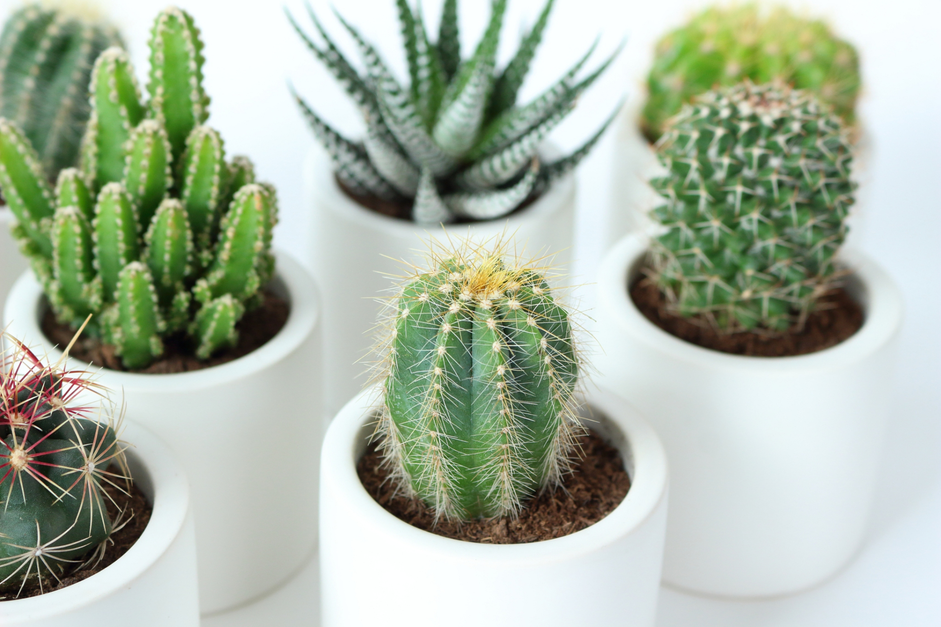 家里养仙人掌是相对容易管理的选择,适合初学者或忙碌的人,不需要经常