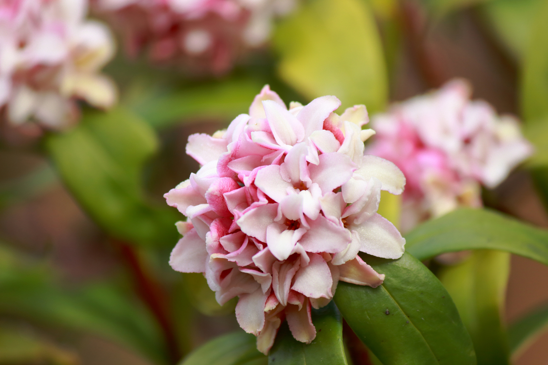 瑞香花的花语是祥瑞,幸福,吉庆和喜庆.
