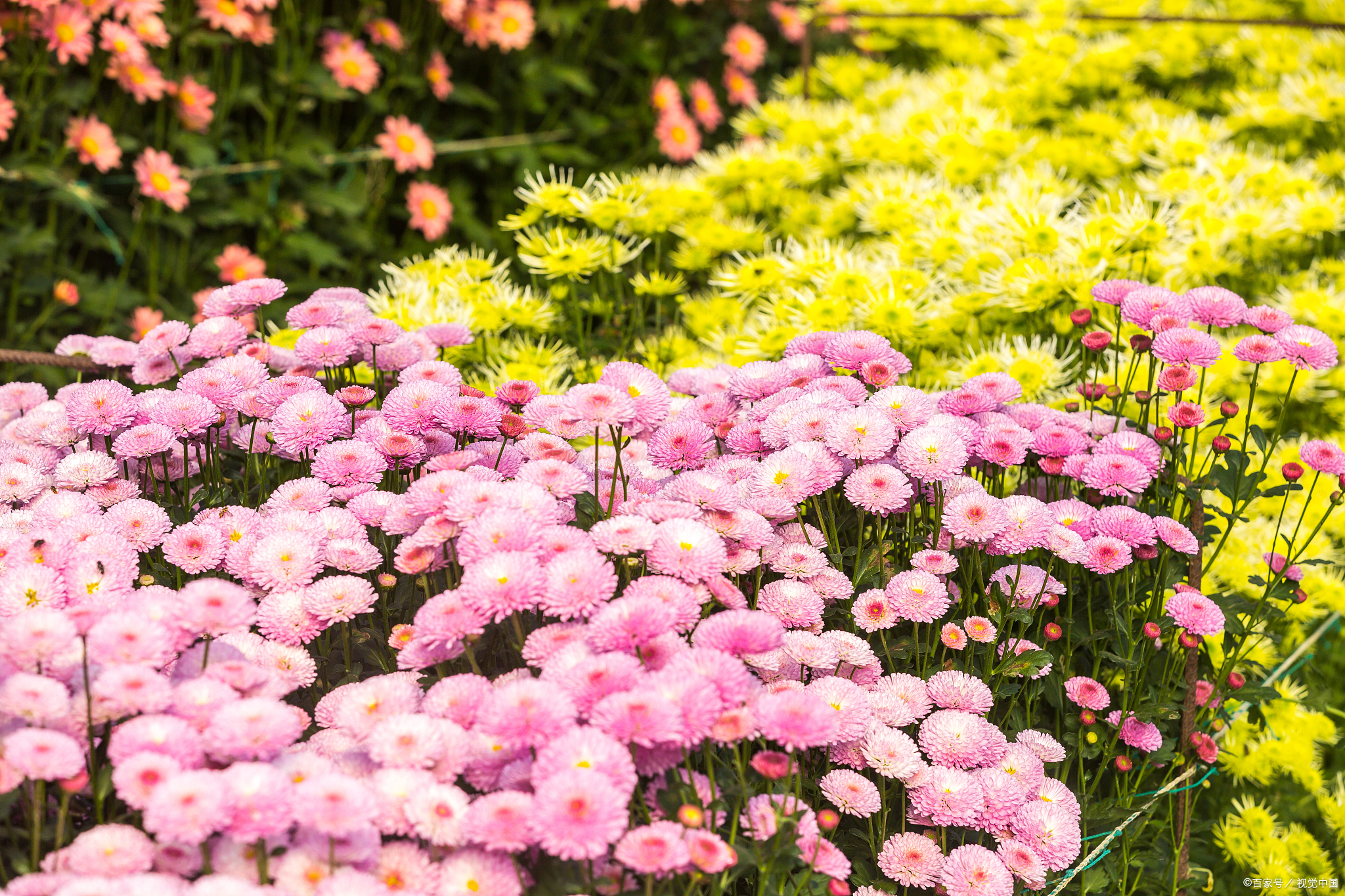 夏天盛开的花卉有哪些?这些花卉为明媚的夏日增添迷人的色彩