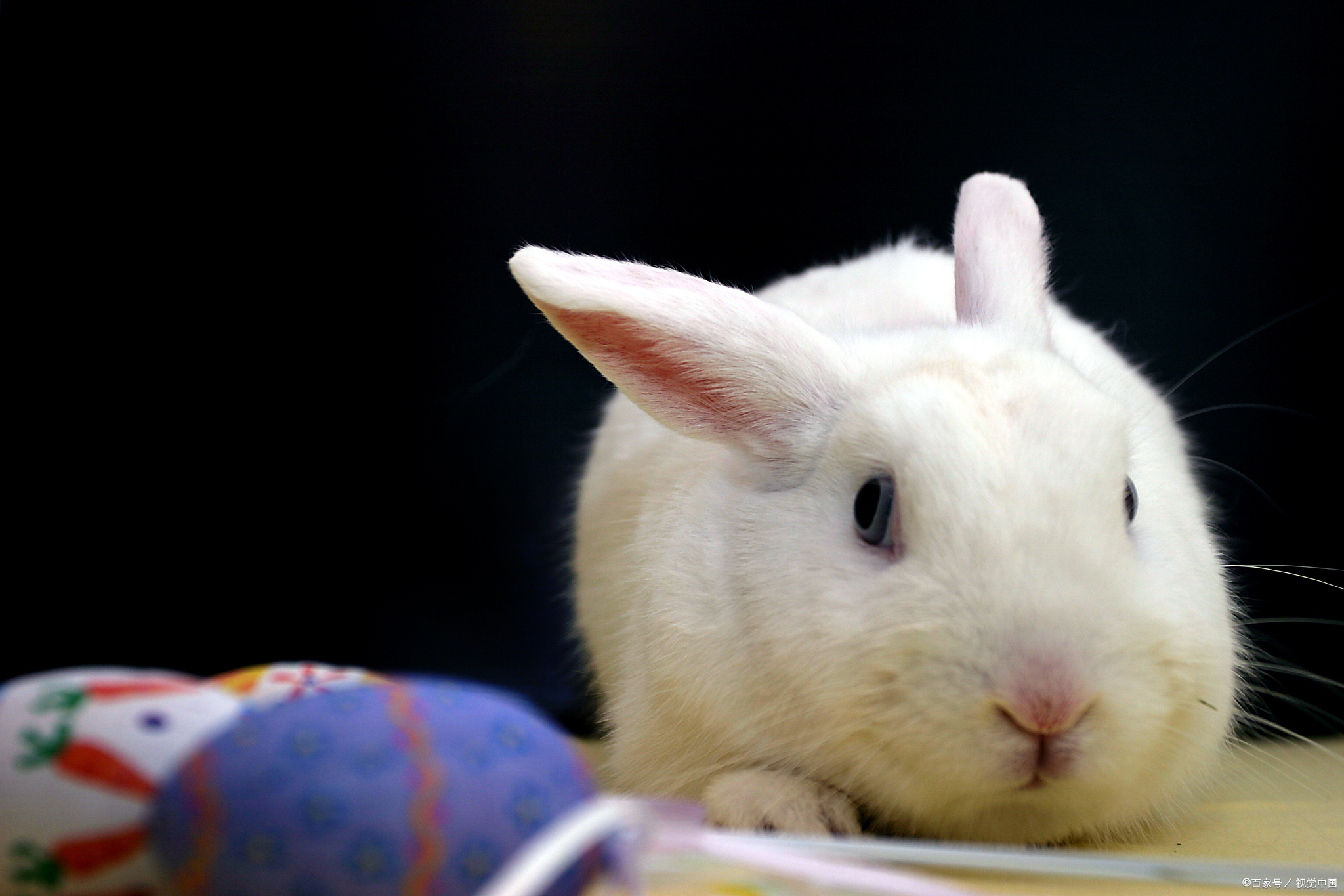 幼兔吃北提会得口炎吗