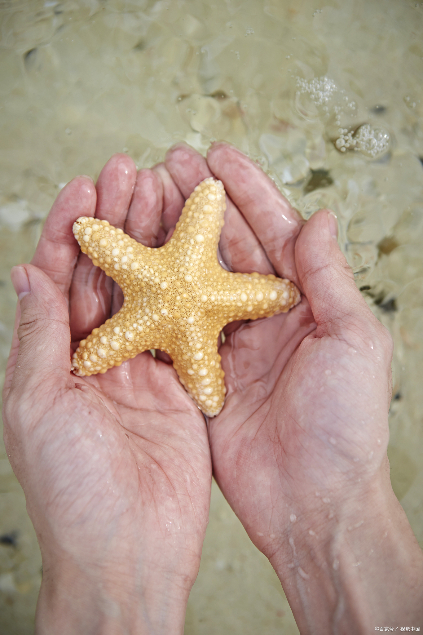 海星属于什么动物有眼睛吗