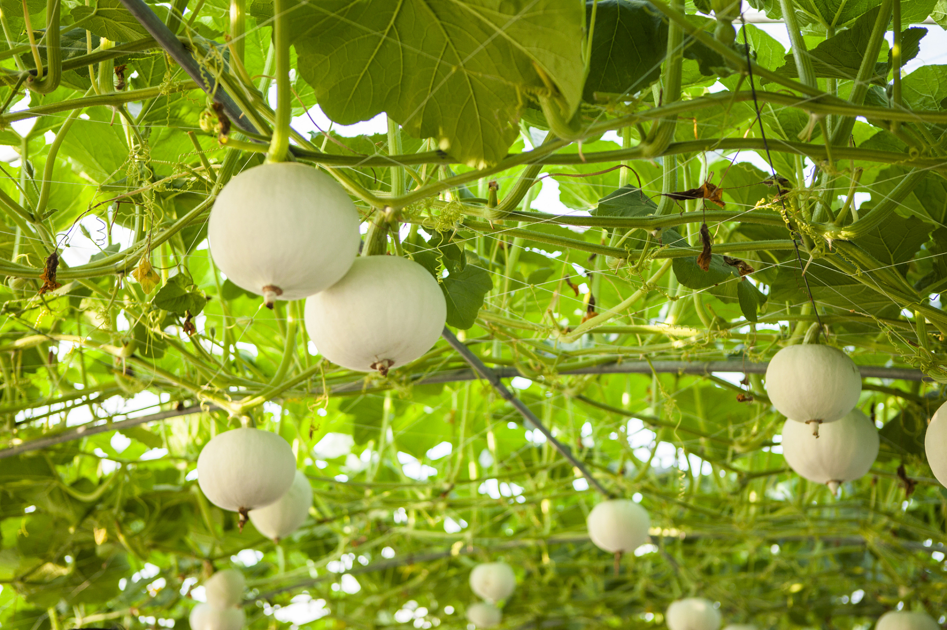 山东玉菇甜瓜,一藤一瓜, 藤蔓上的"水果冰淇淋"