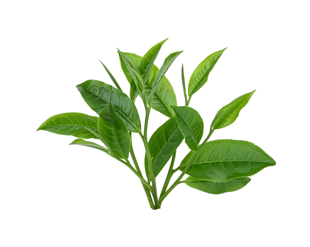 绿茶不仅能漱口,还能清新口气护齿?