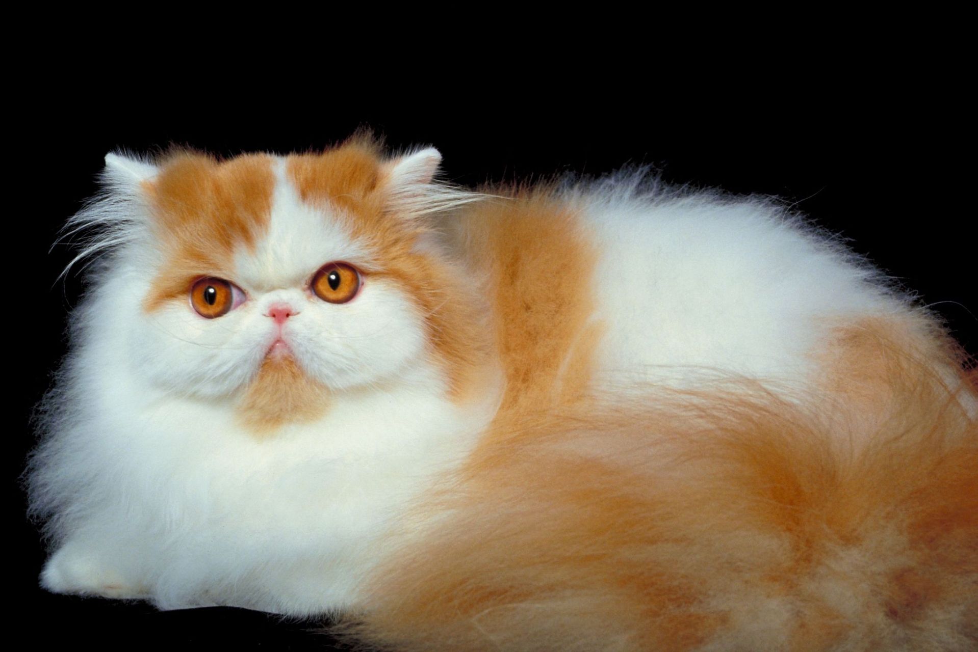 金吉拉犬是英国苏格兰的一种单猎浣熊犬,体型小巧,被毛浓密且长.