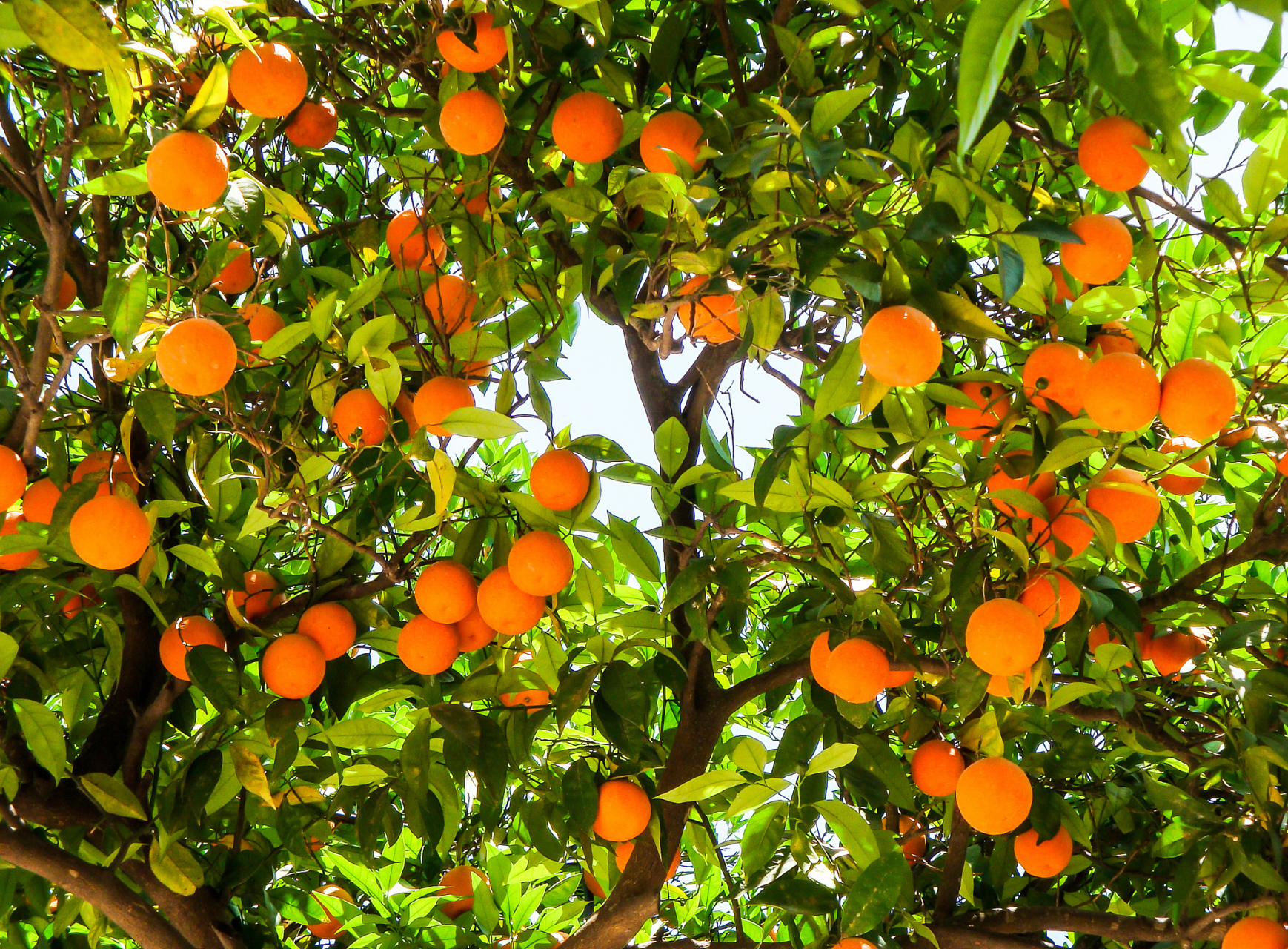 家中不能种橘子树的常见原因有光照不足,水分过多