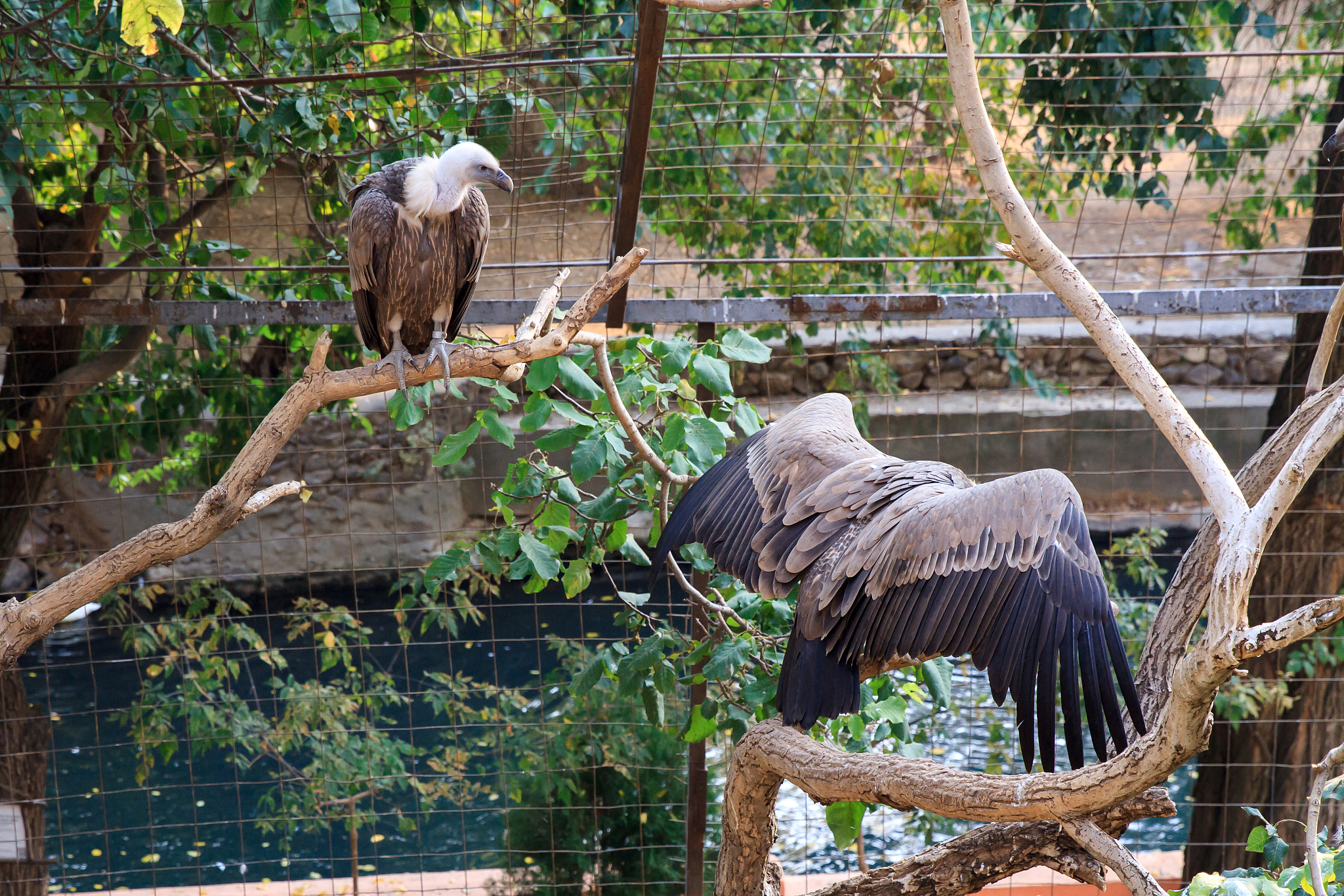 武汉野生动物王国:自然与生命的奇妙邂逅